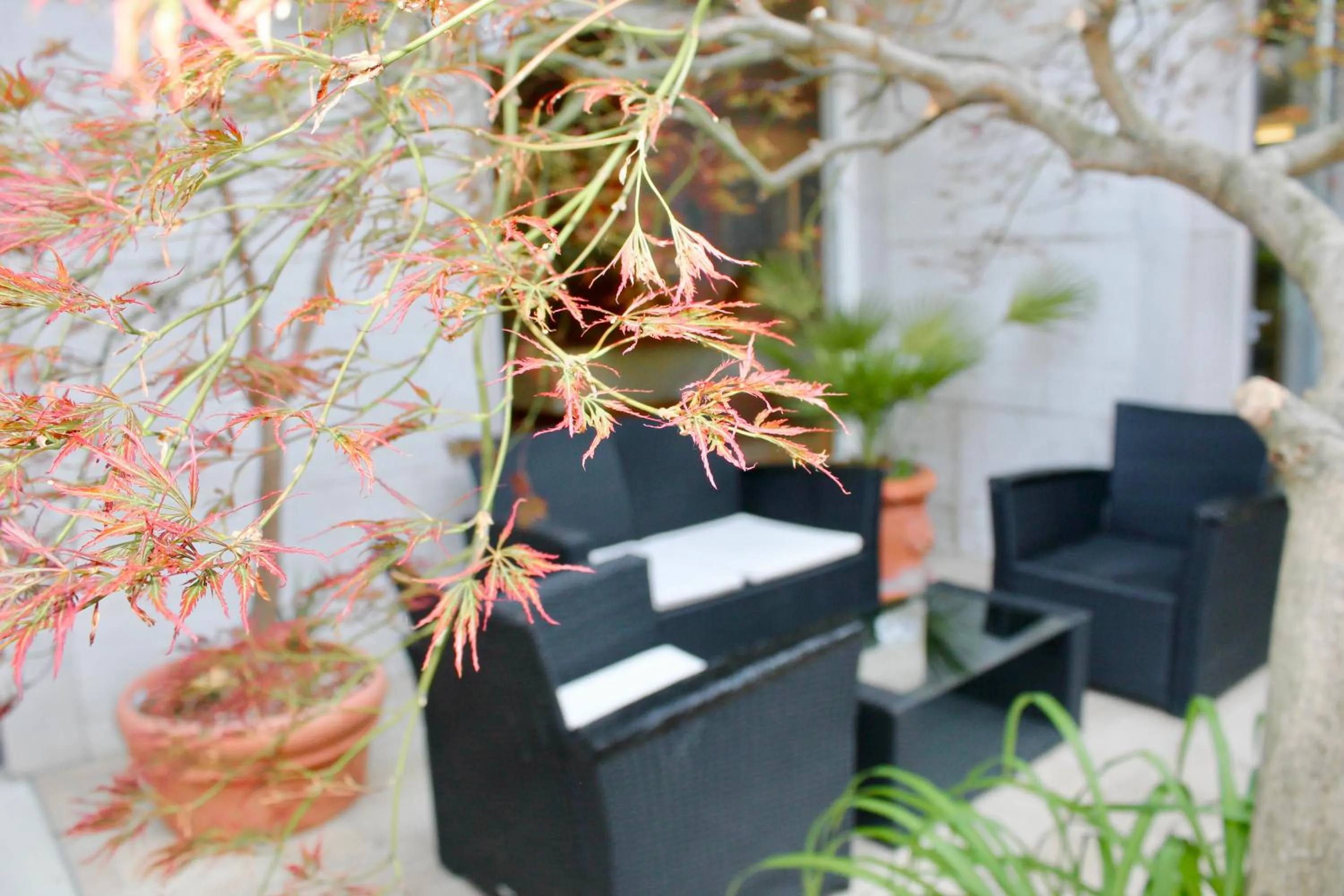 Garden in Hotel Cristina