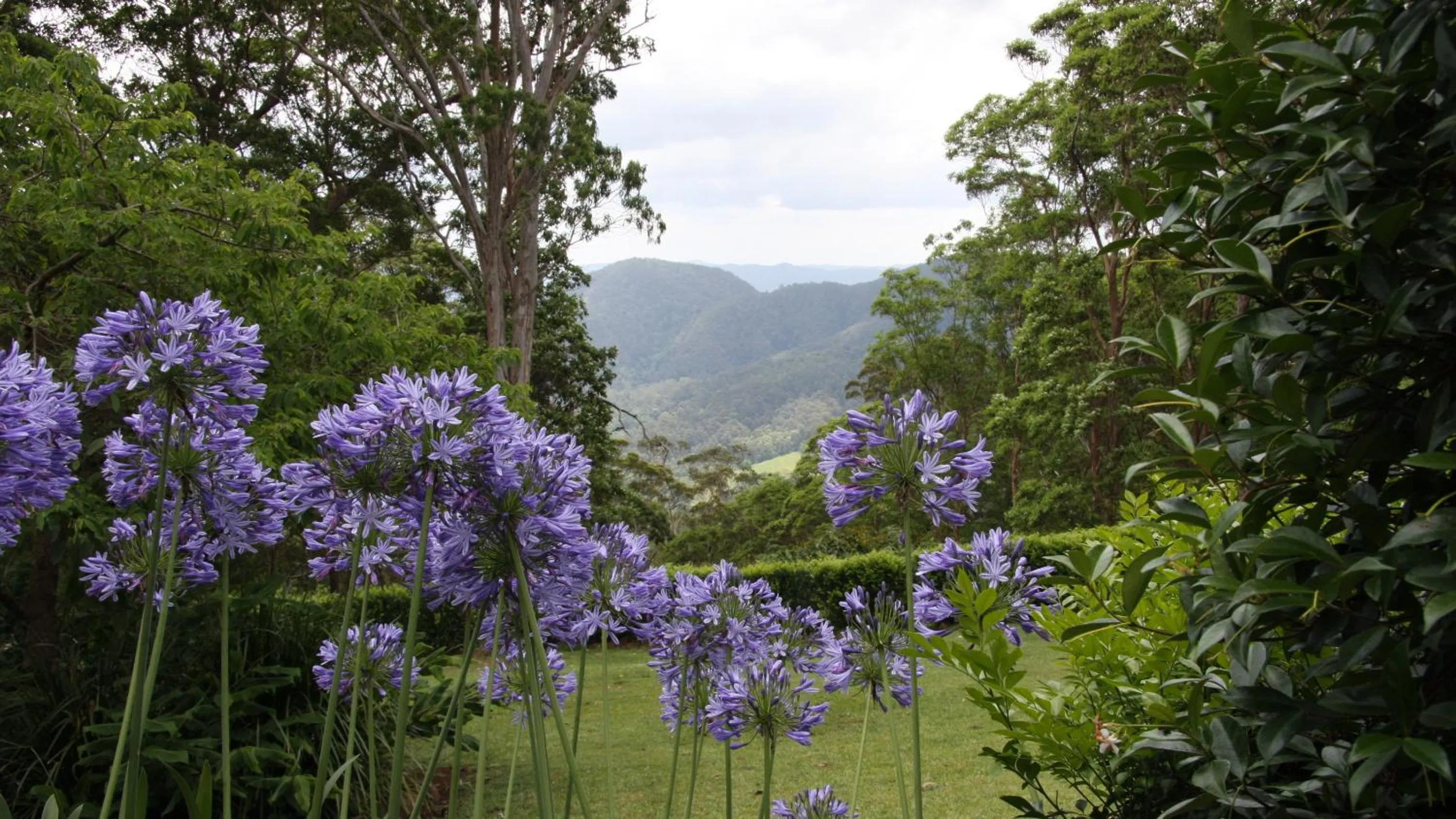 Garden in Mapleton Falls Accommodation