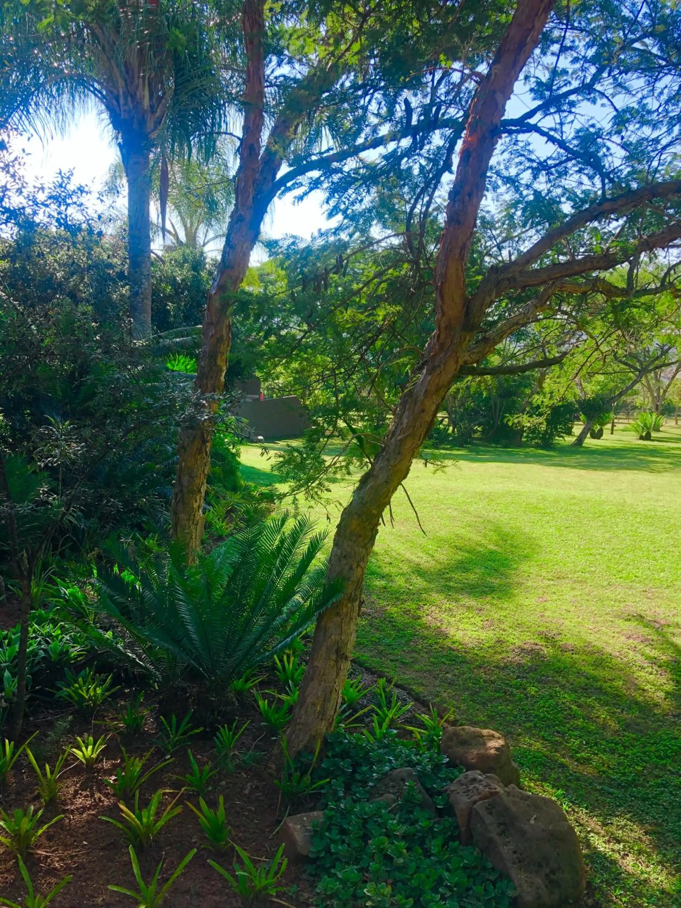 Jock of the Bushveld