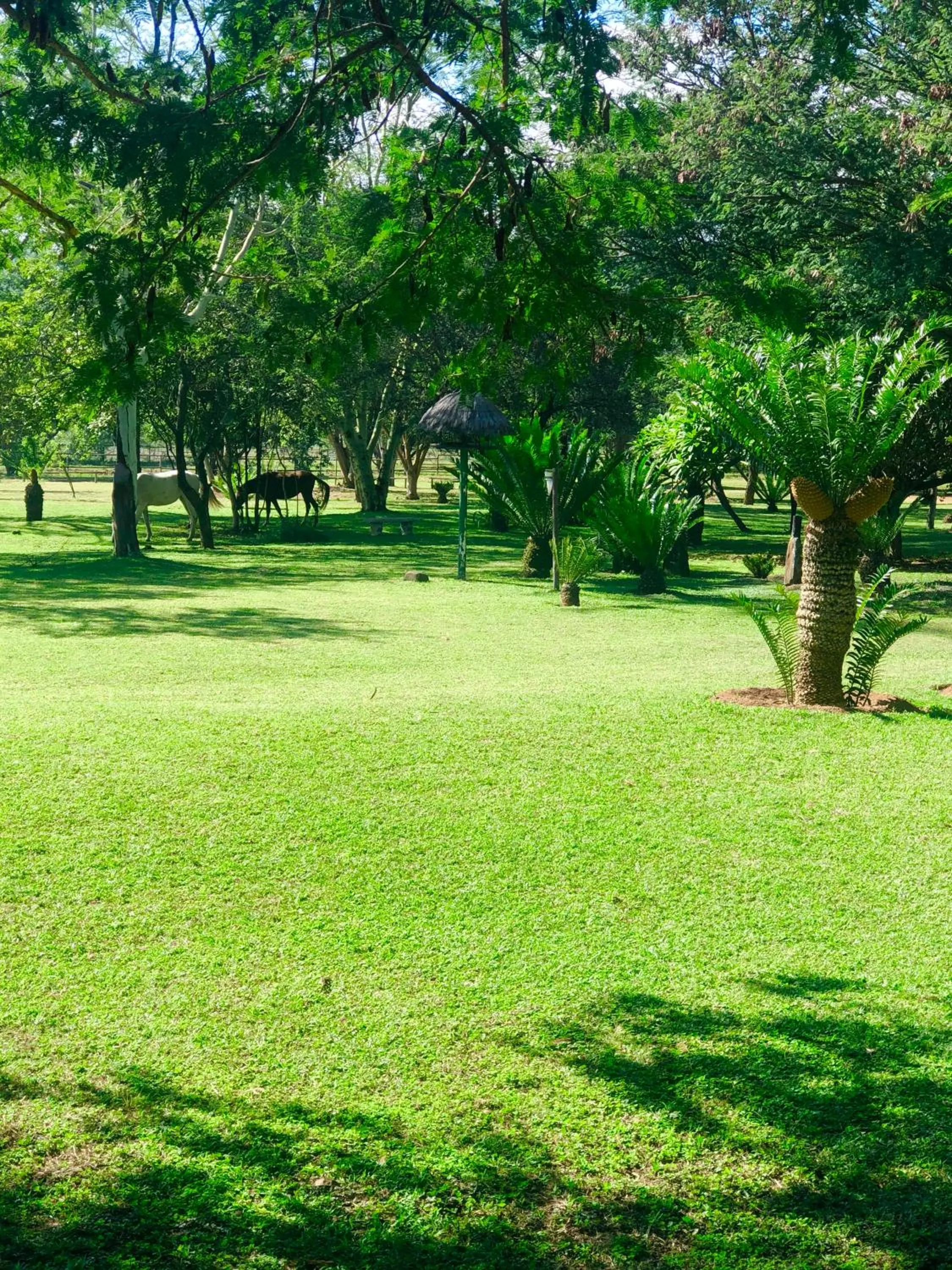 Jock of the Bushveld