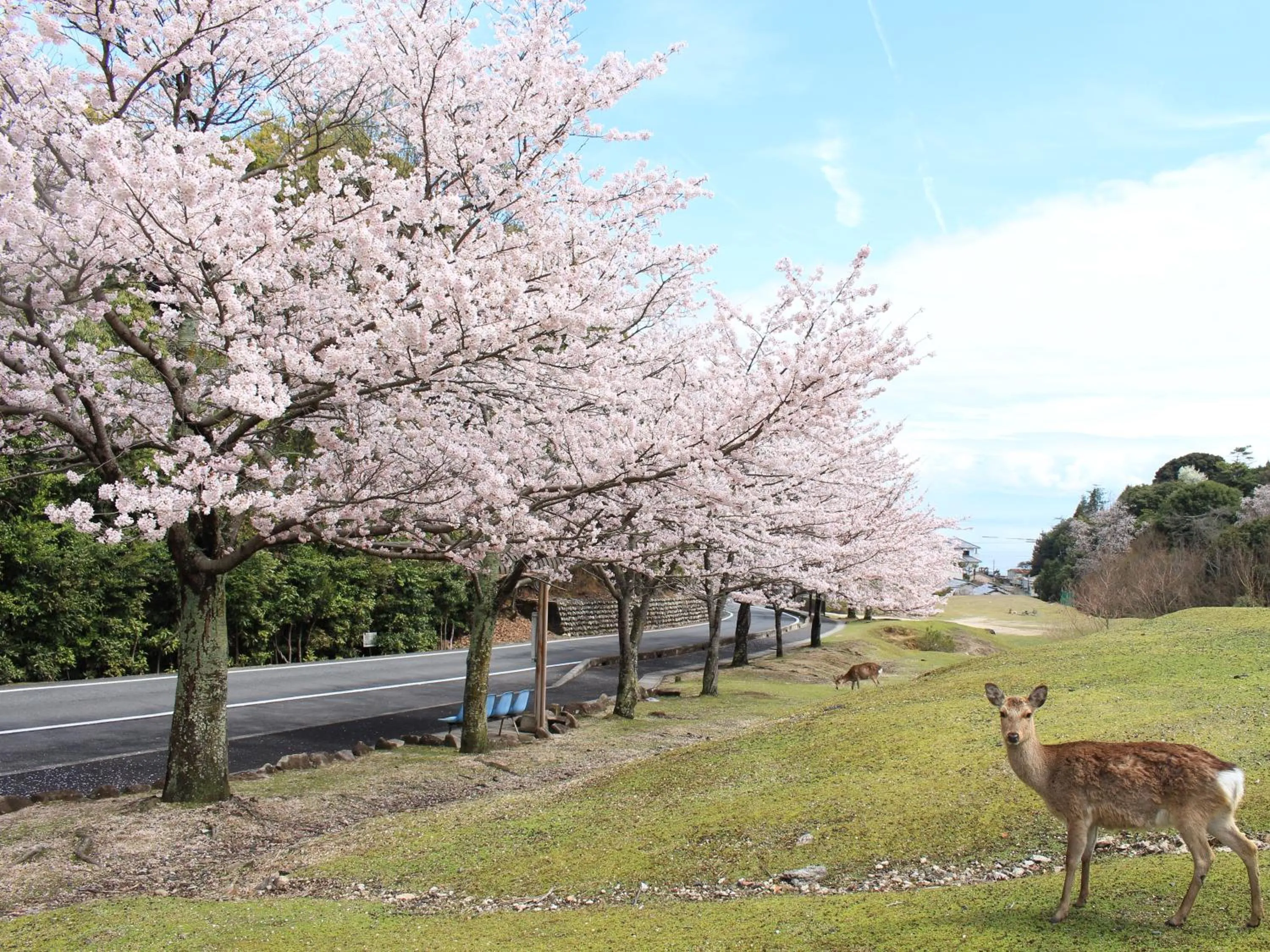 Natural landscape in Miyajima Seaside Hotel