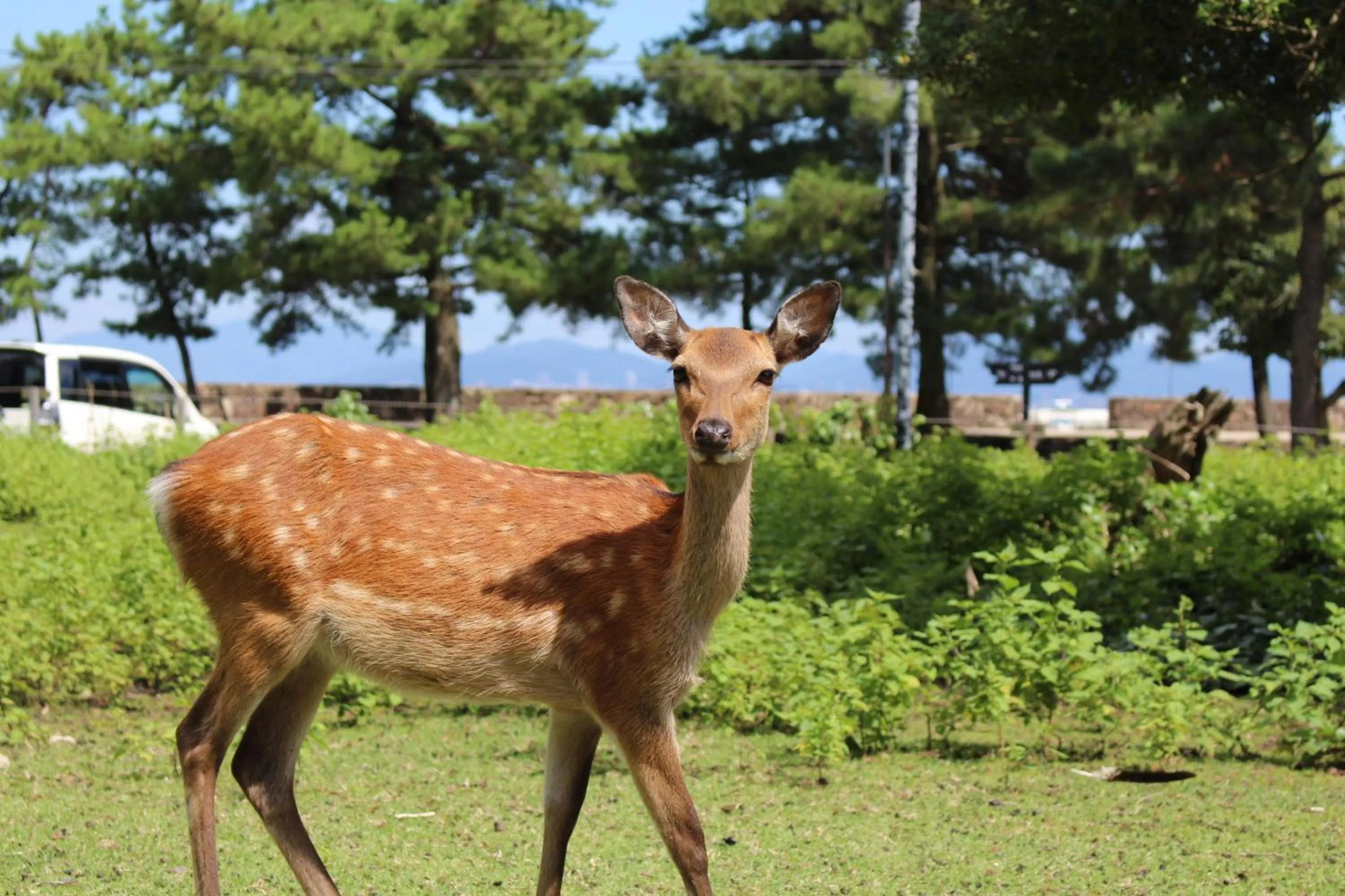 Animals in Miyajima Seaside Hotel