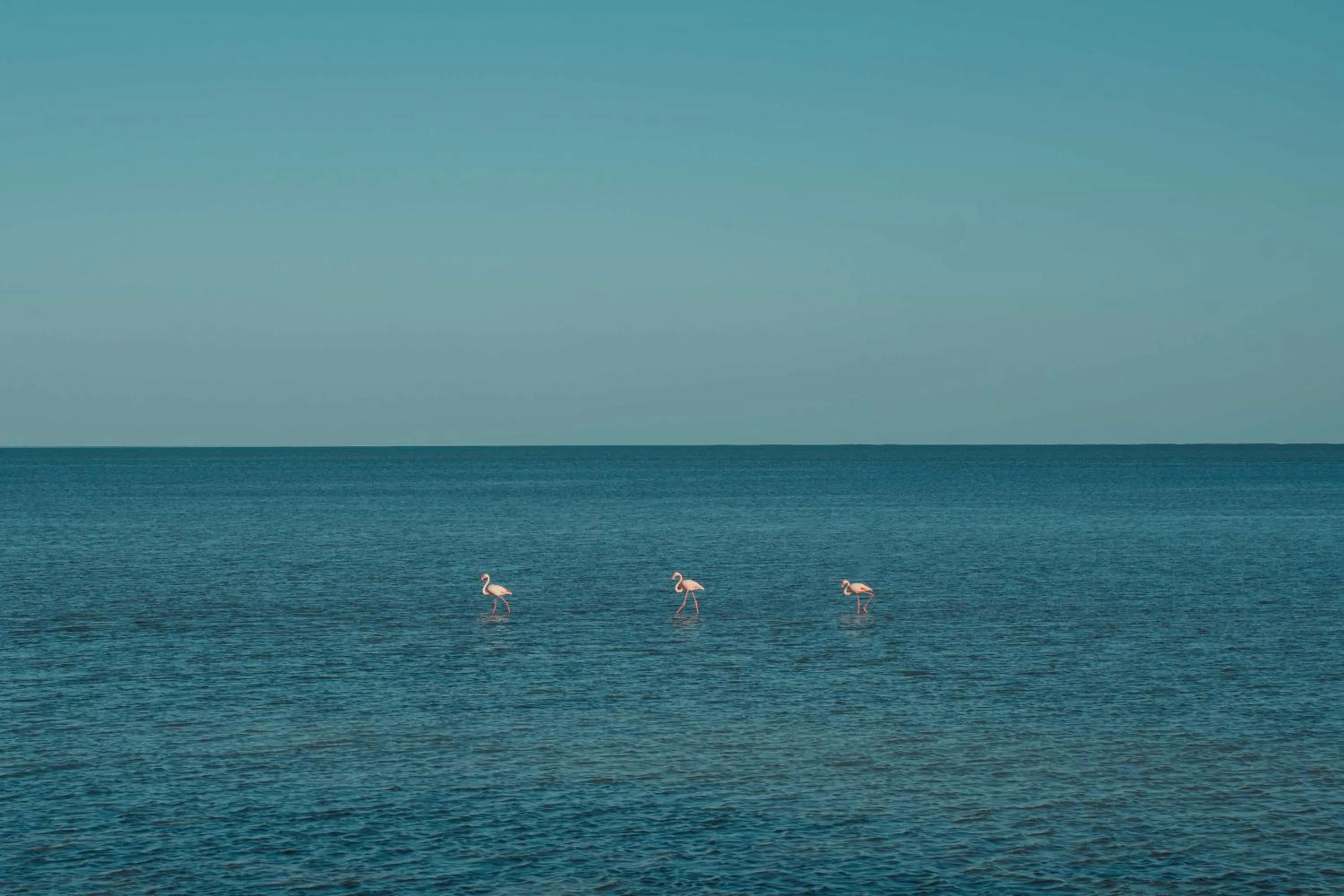 View (from property/room) in Radisson Blu Palace Resort & Thalasso, Djerba