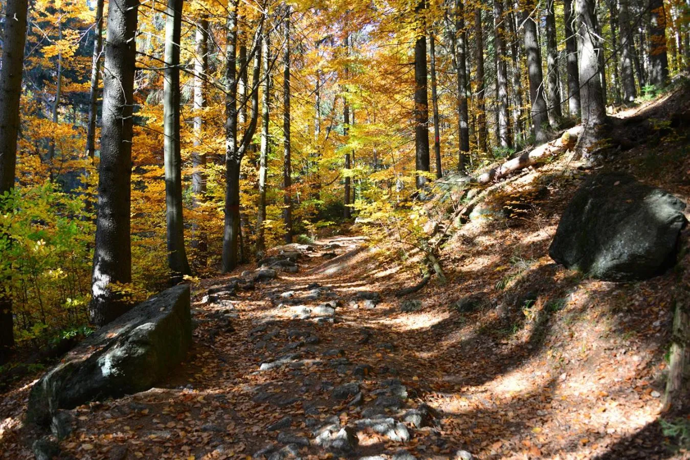 Natural landscape in Montanie Resort