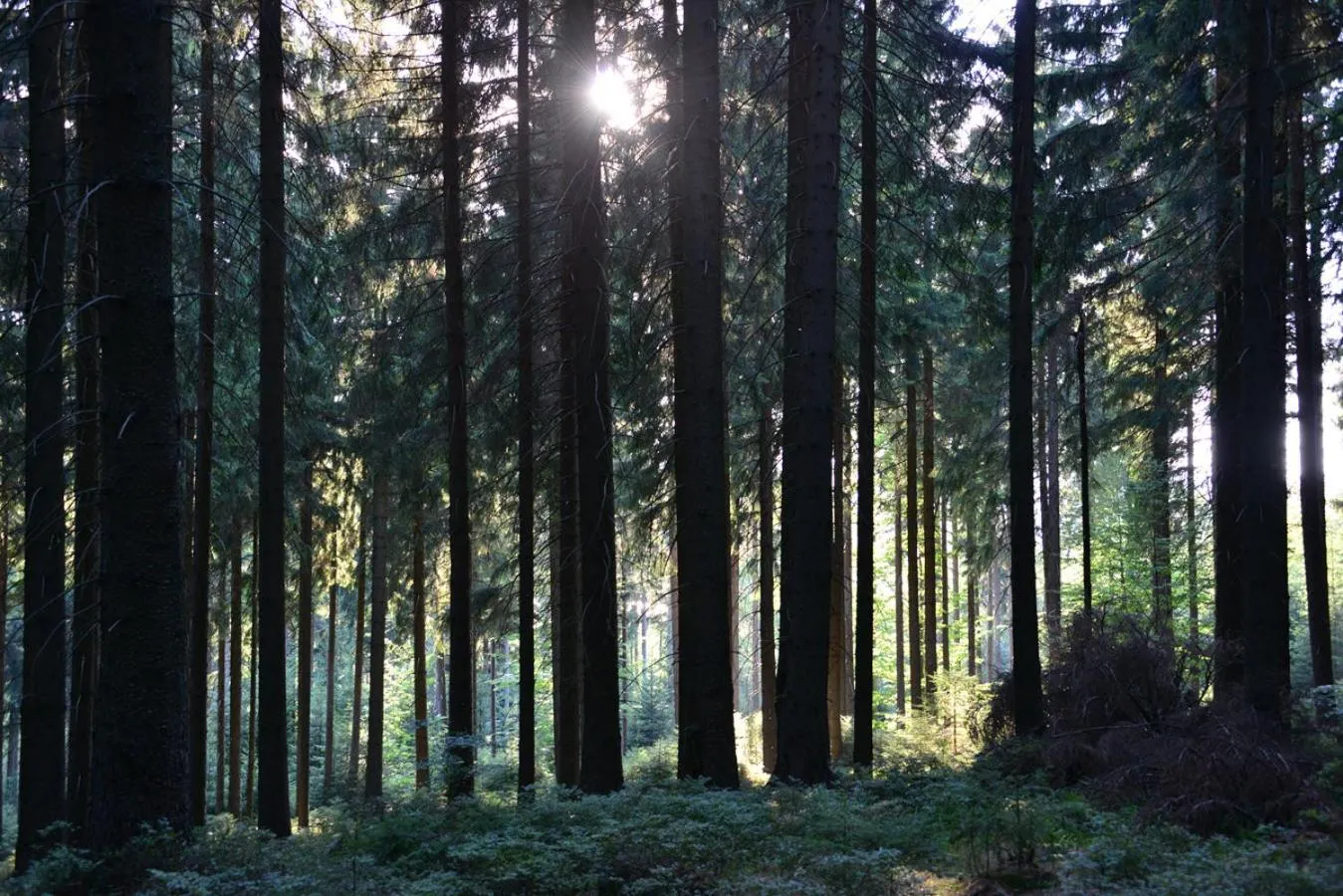 Natural landscape in Montanie Resort