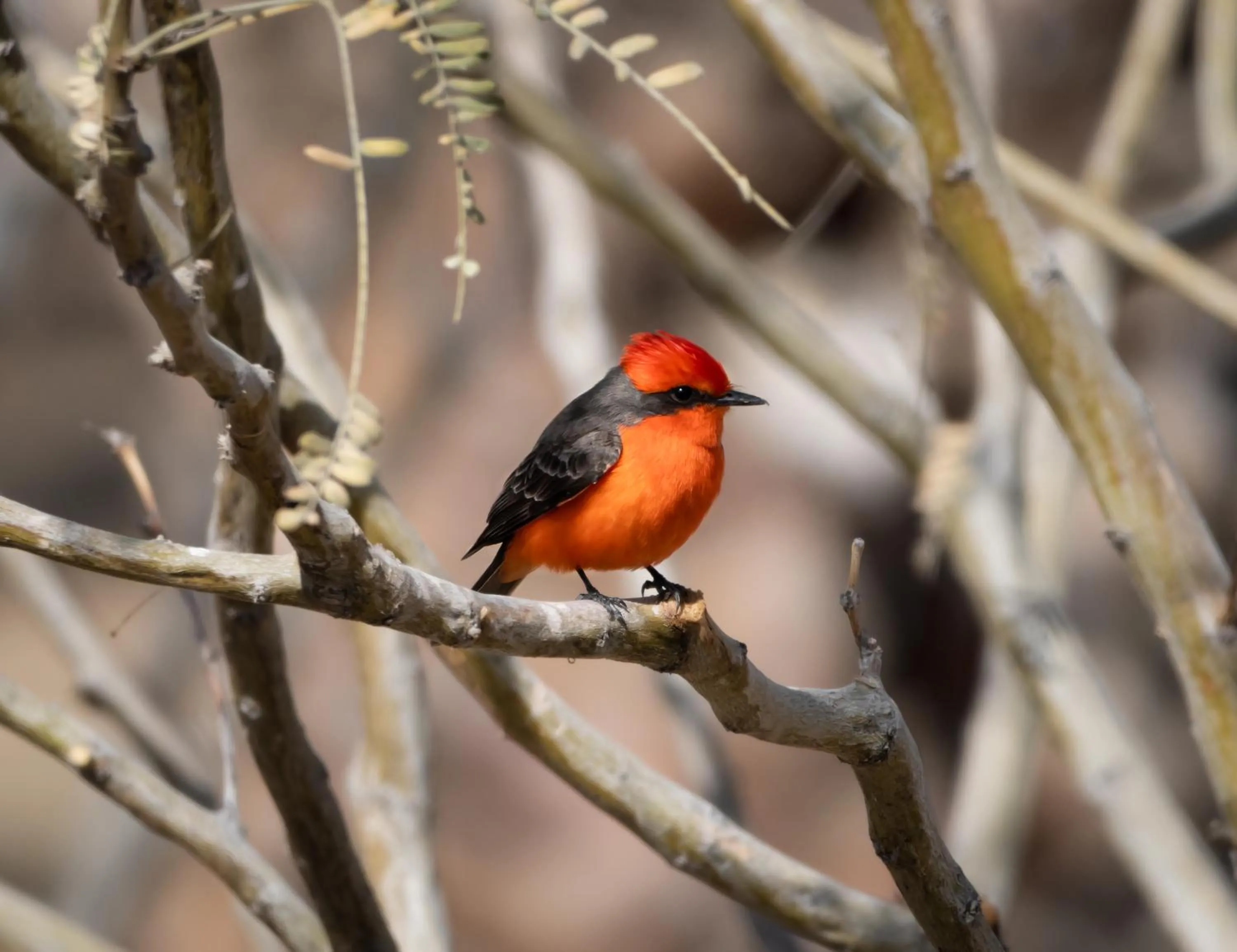 Bird's eye view in Azul Talavera Country Club