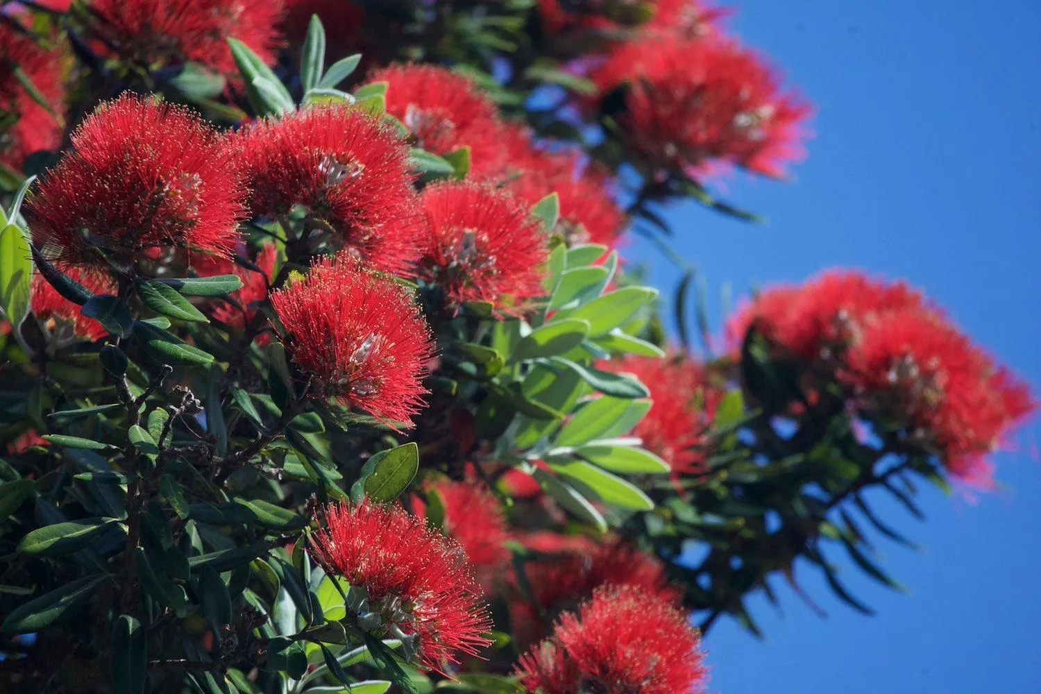 Auckland Waterfront Serviced Apartments on Prince's Wharf