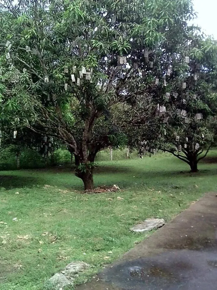 Balai Mariacaria Pension House