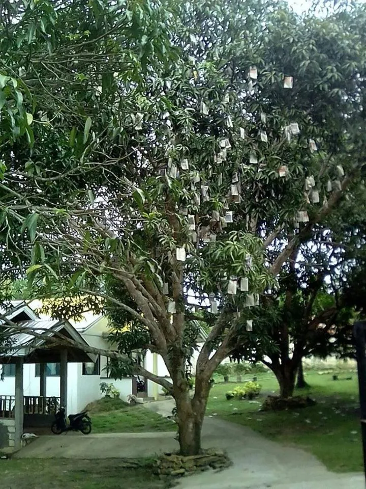 Balai Mariacaria Pension House