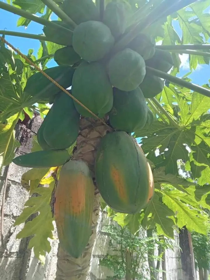 Balai Mariacaria Pension House