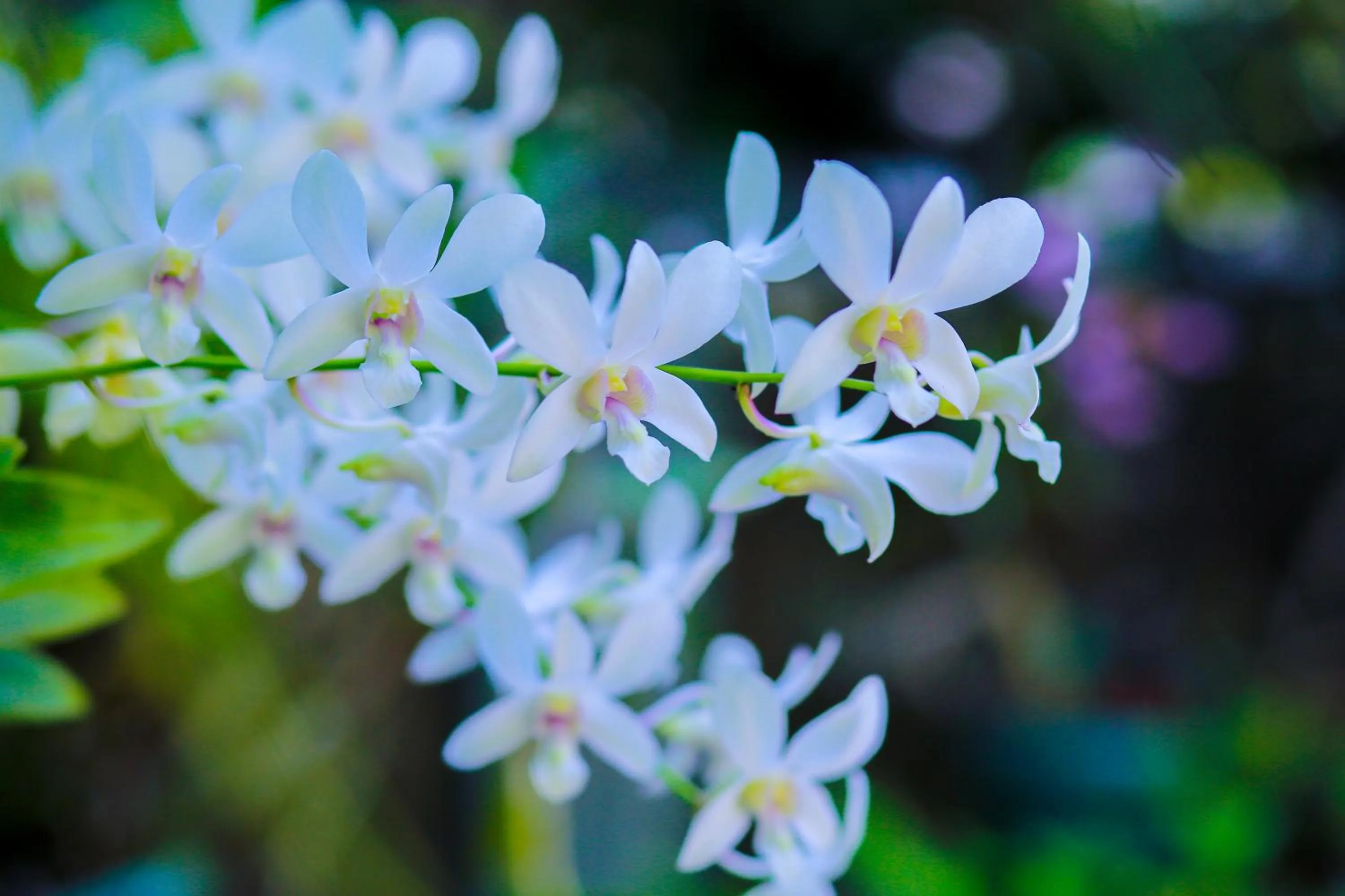 Garden in SRI LANKAN VILLA