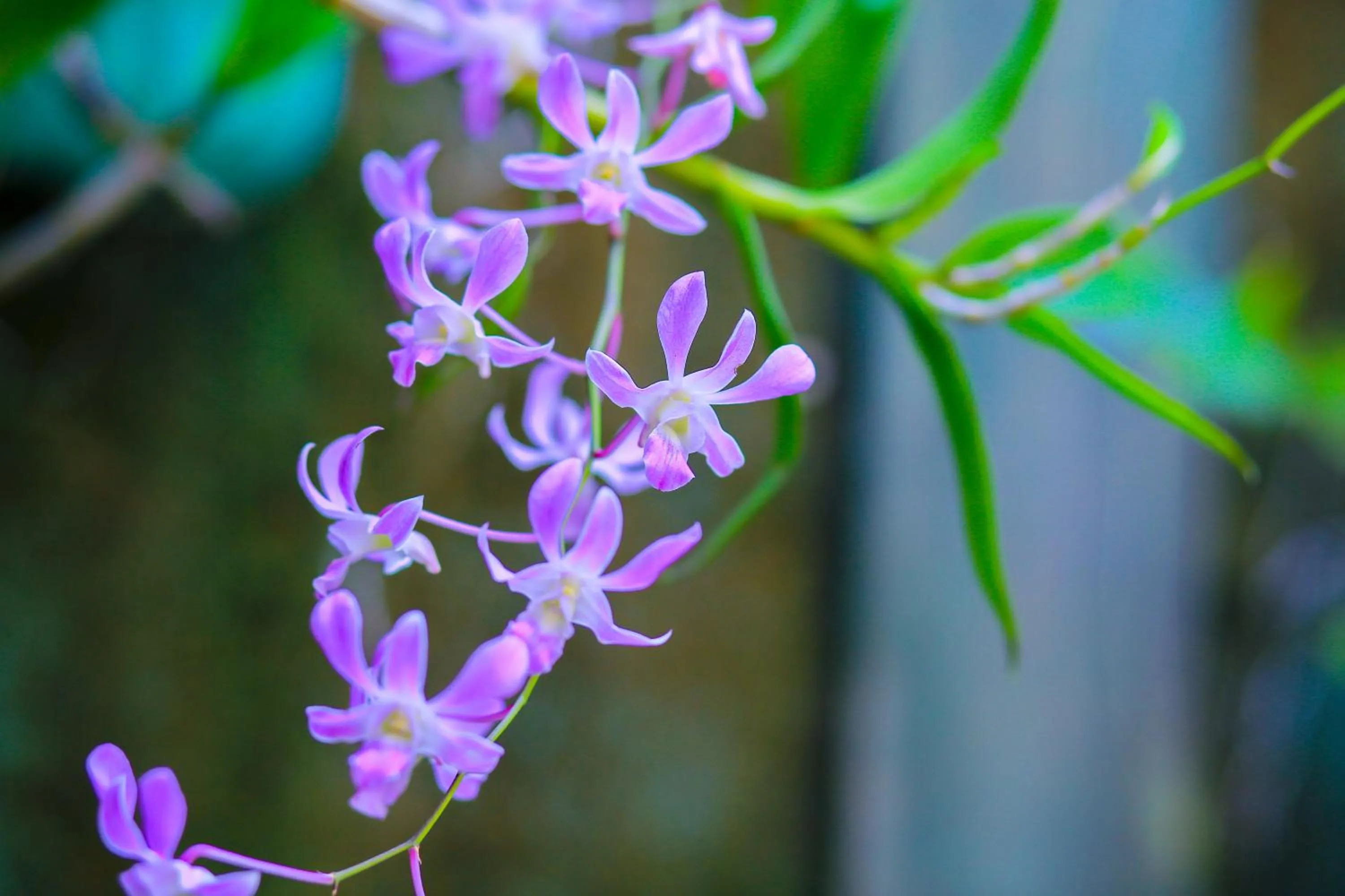 Garden in SRI LANKAN VILLA