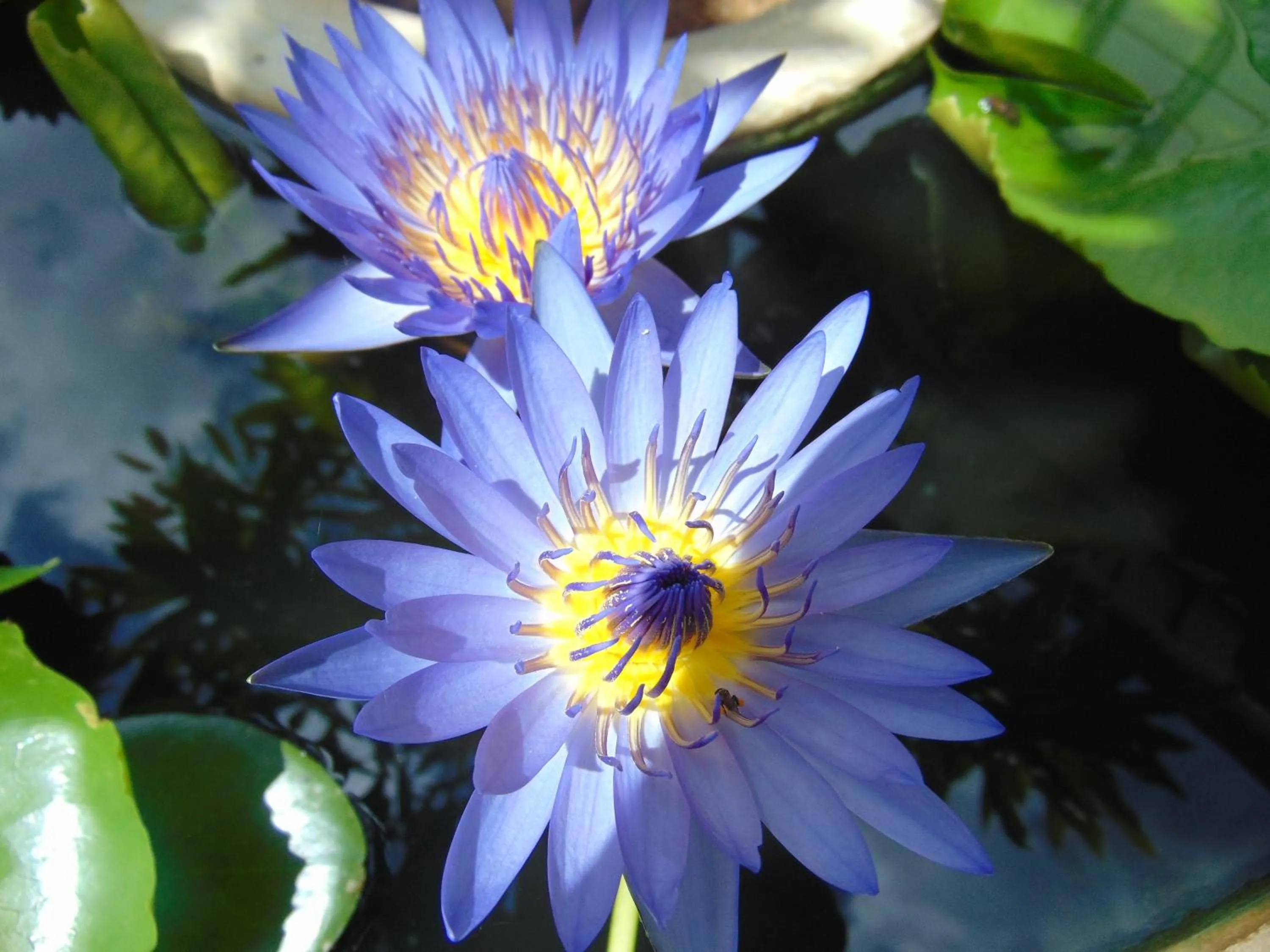 Garden in SRI LANKAN VILLA