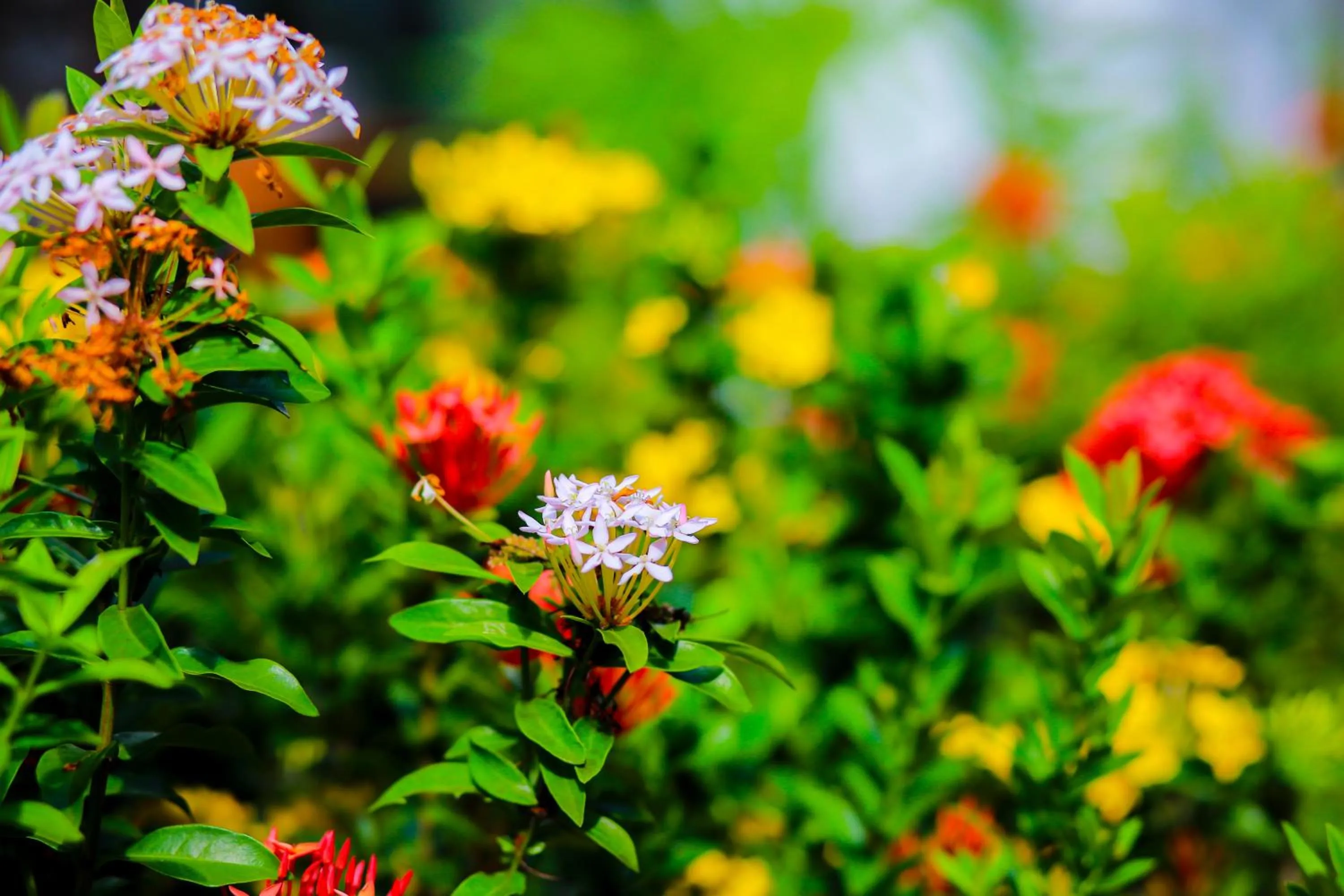 Garden in SRI LANKAN VILLA