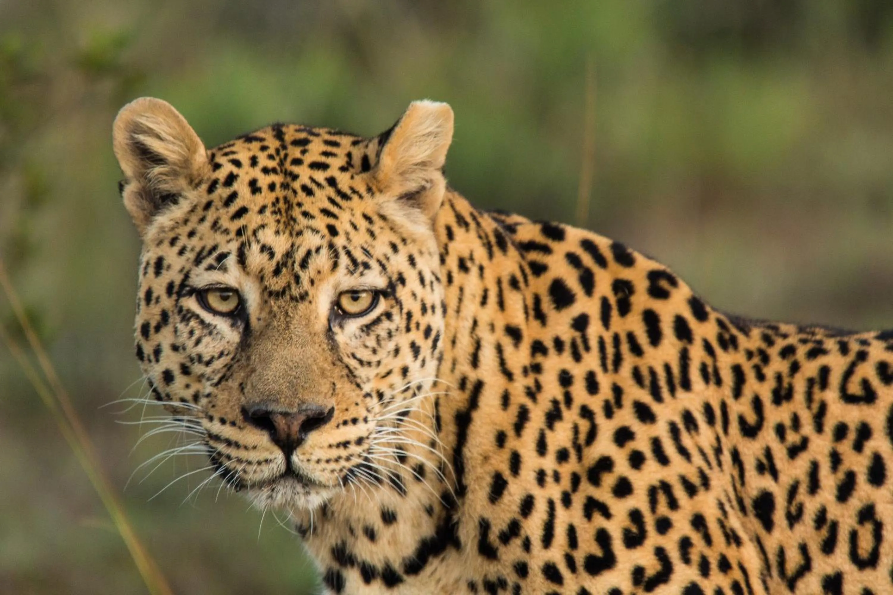 Animals in Pumba Private Game Reserve