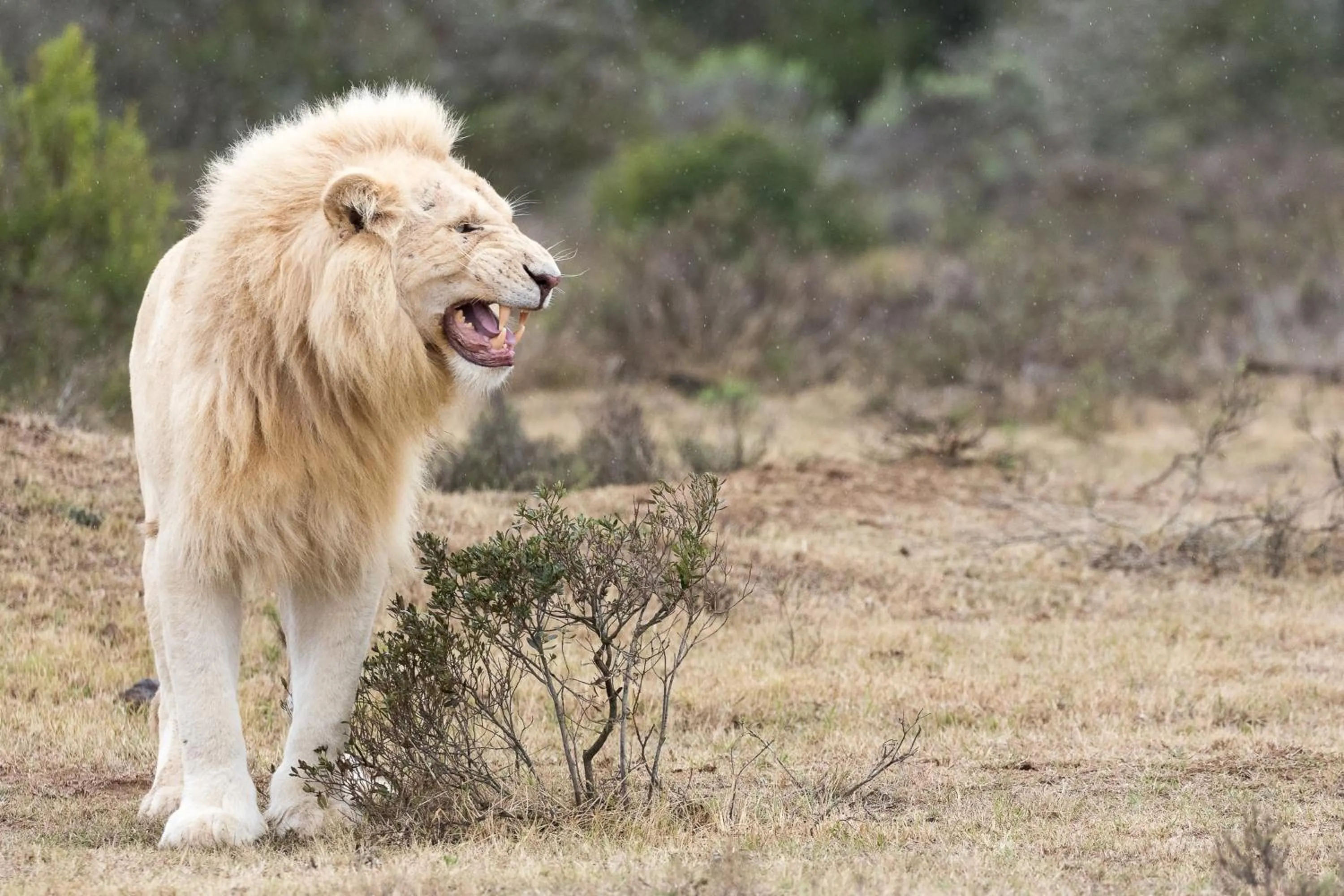 Animals in Pumba Private Game Reserve