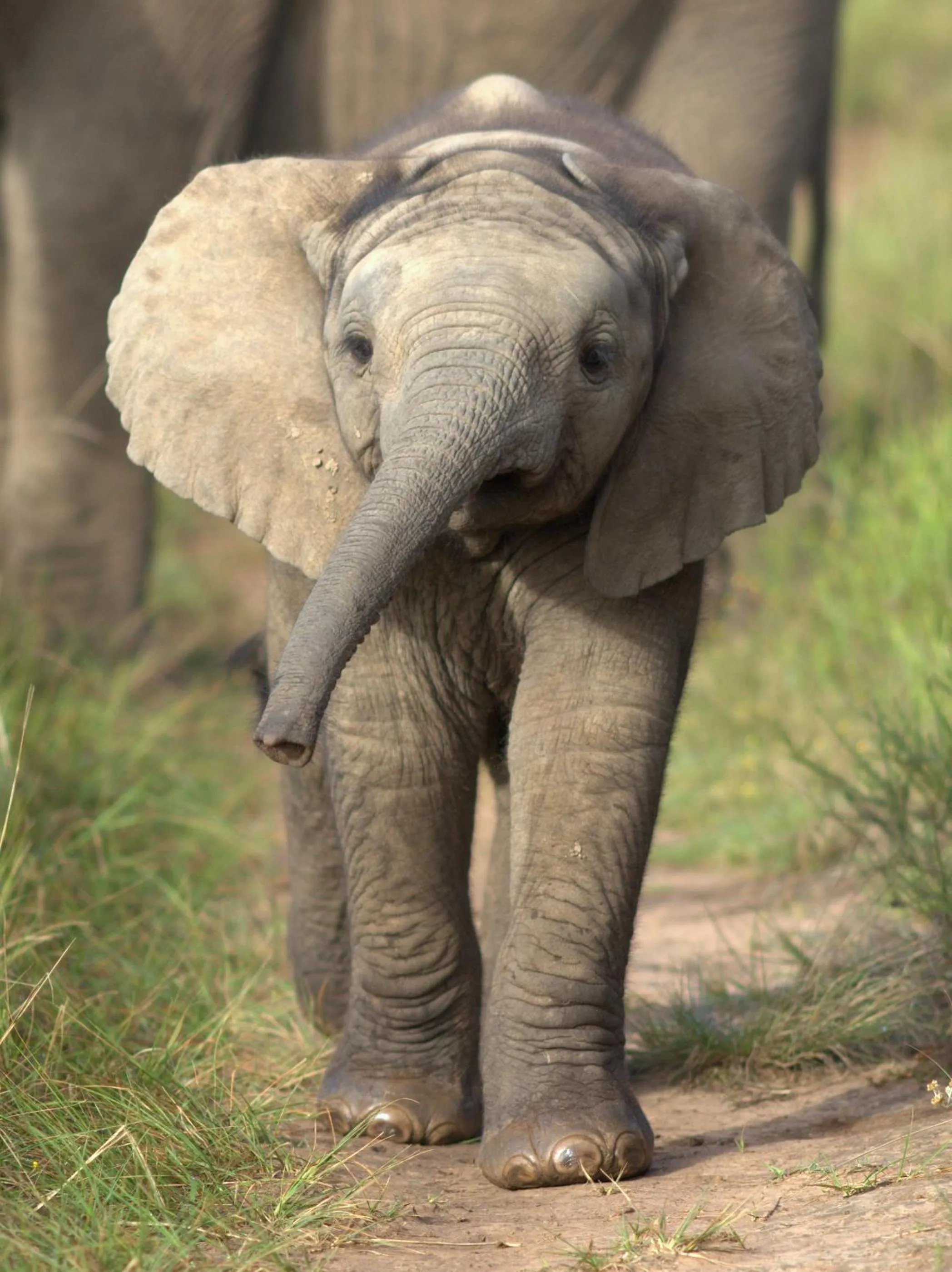 Other in Pumba Private Game Reserve
