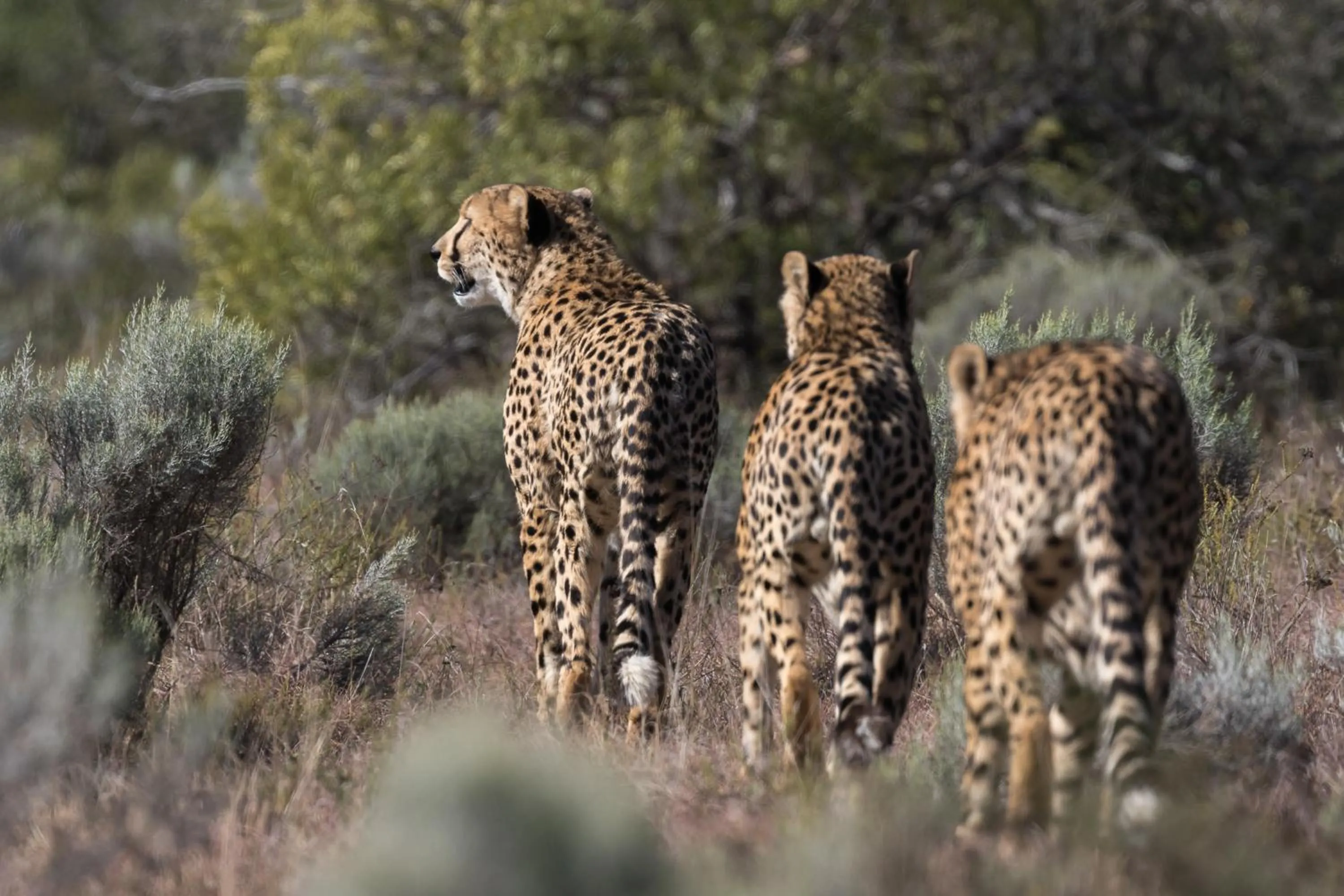 Animals in Pumba Private Game Reserve