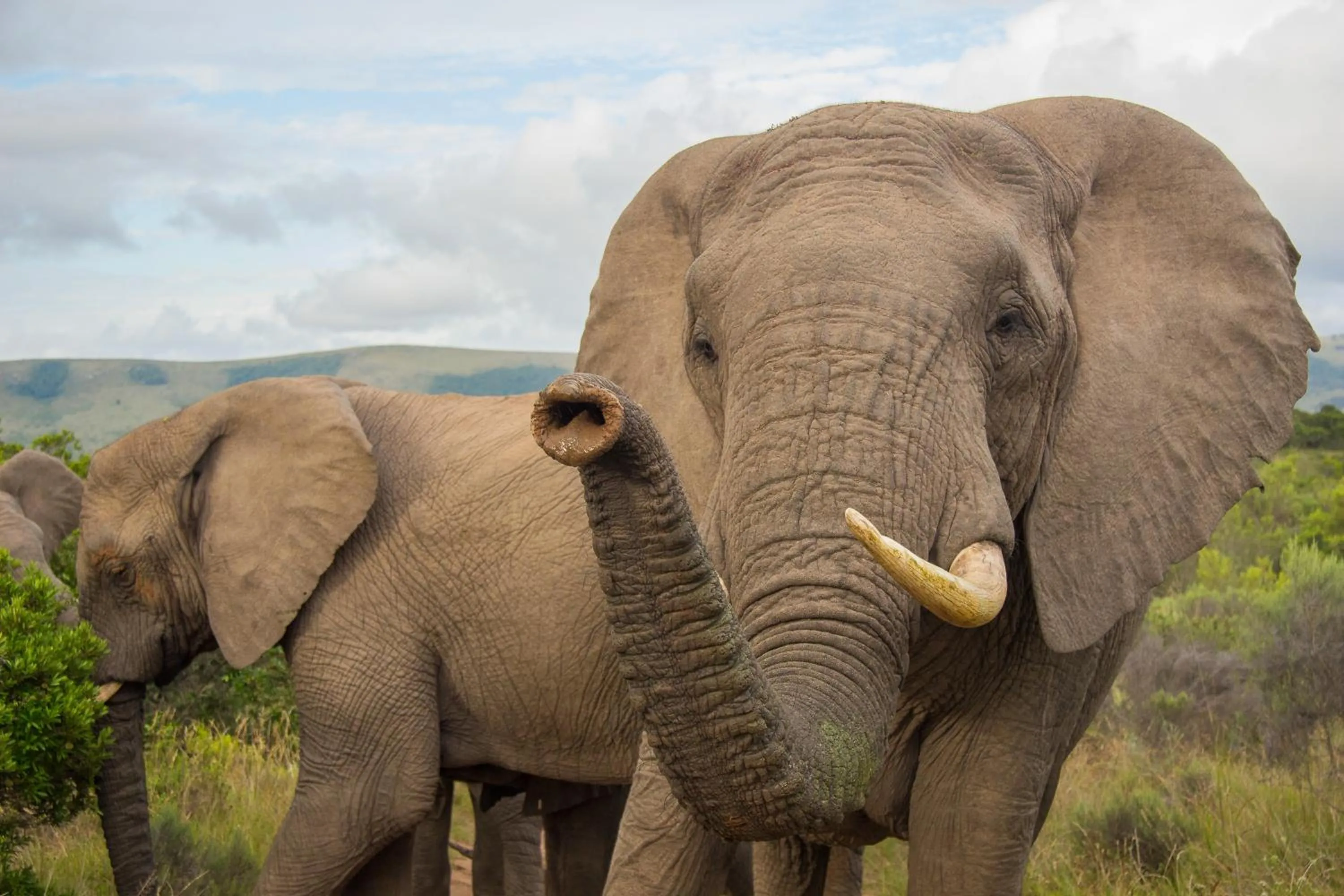 Animals in Pumba Private Game Reserve