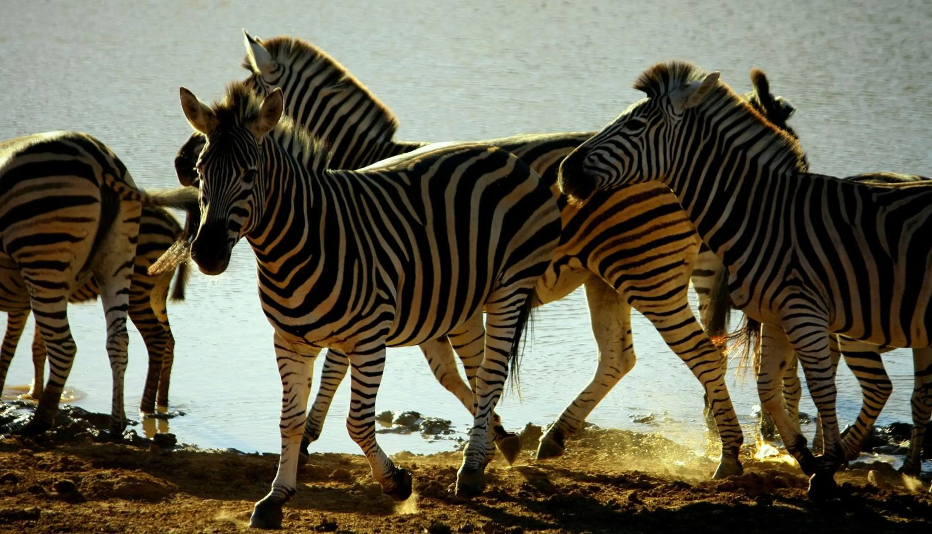 Other in Pumba Private Game Reserve