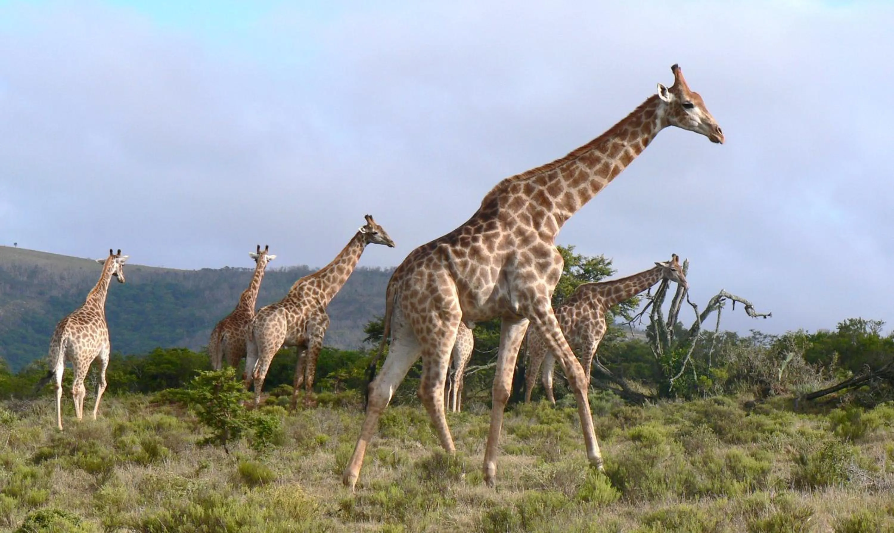 Animals in Pumba Private Game Reserve