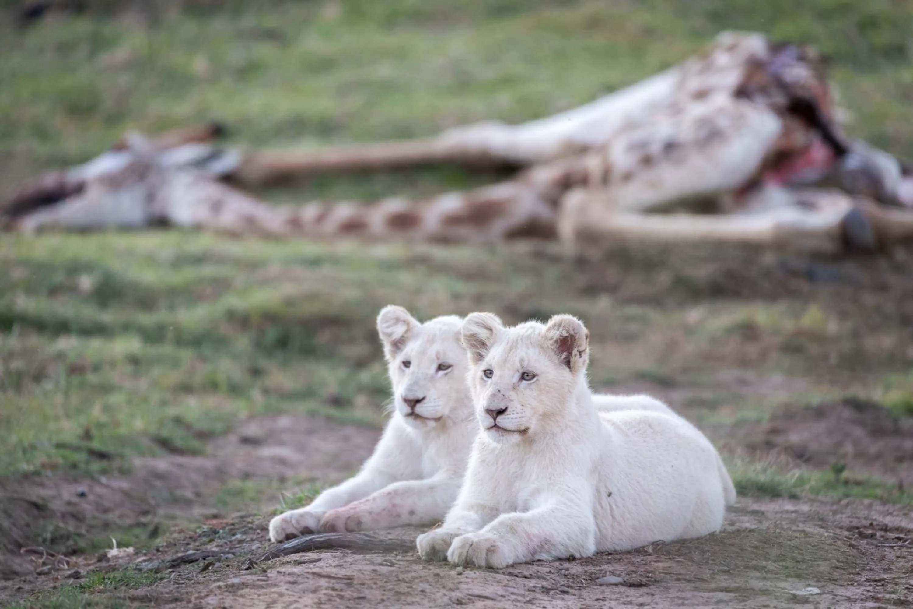 Animals in Pumba Private Game Reserve