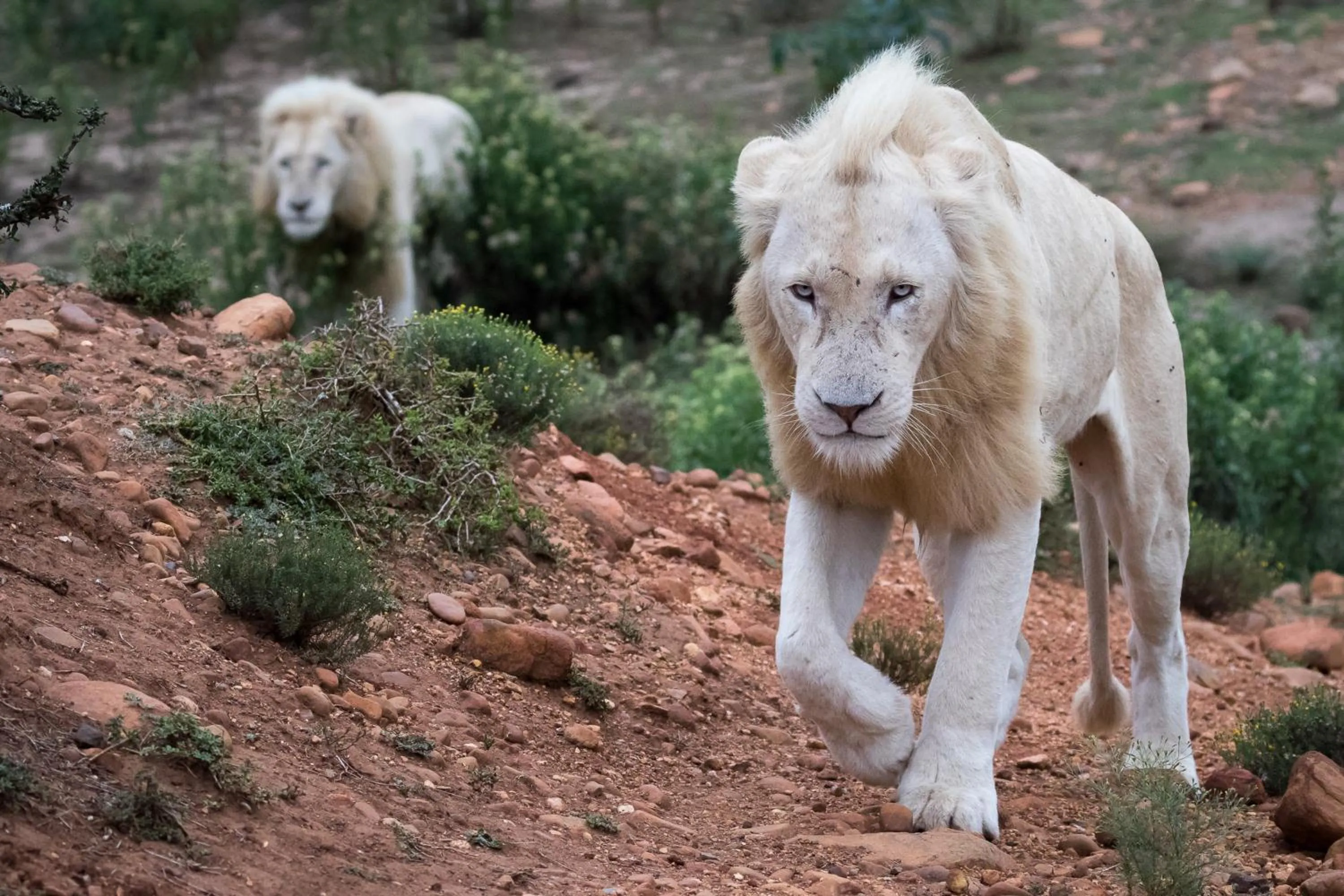 Animals in Pumba Private Game Reserve