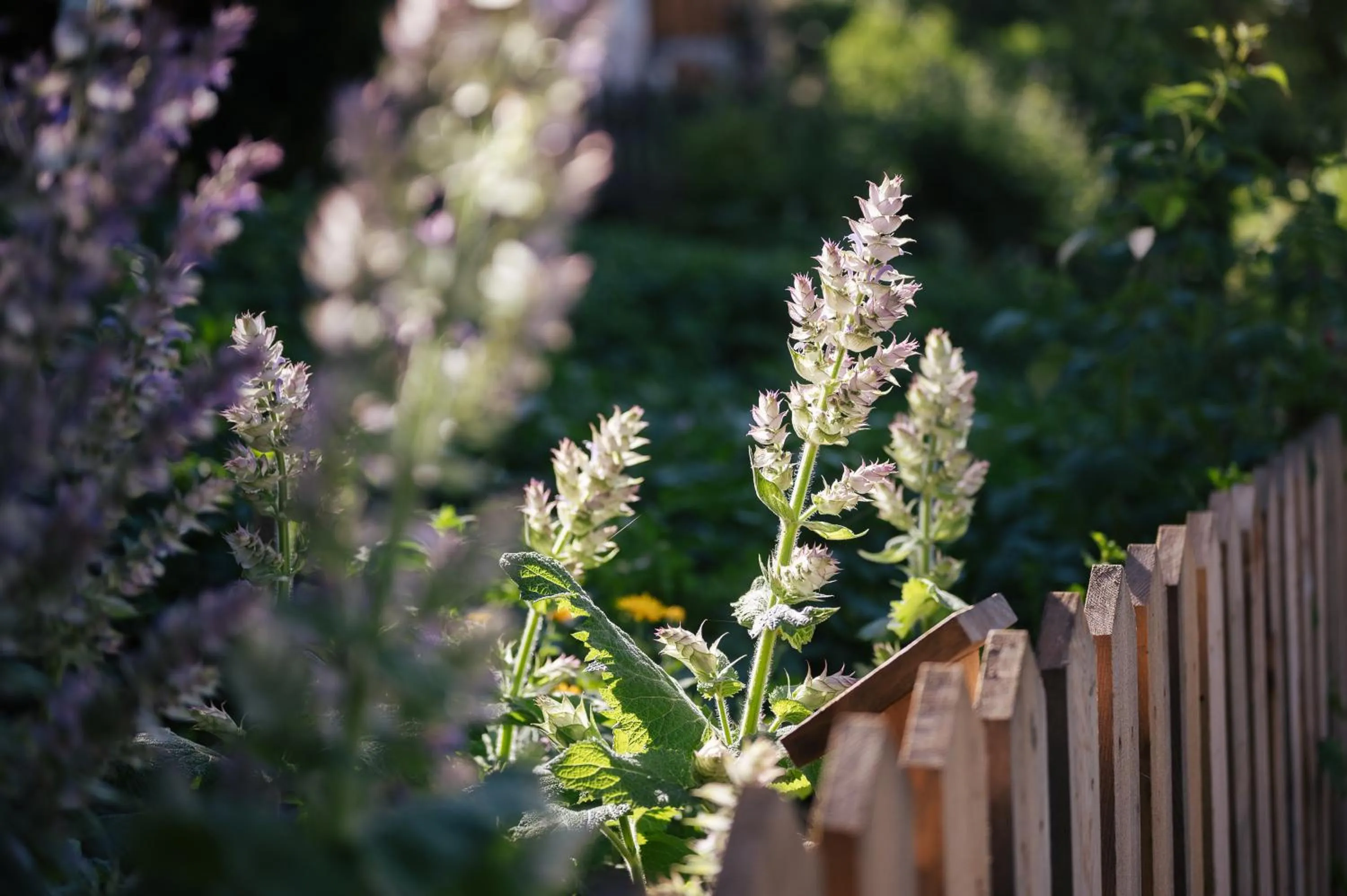 Garden in Hotel Gasthaus Post