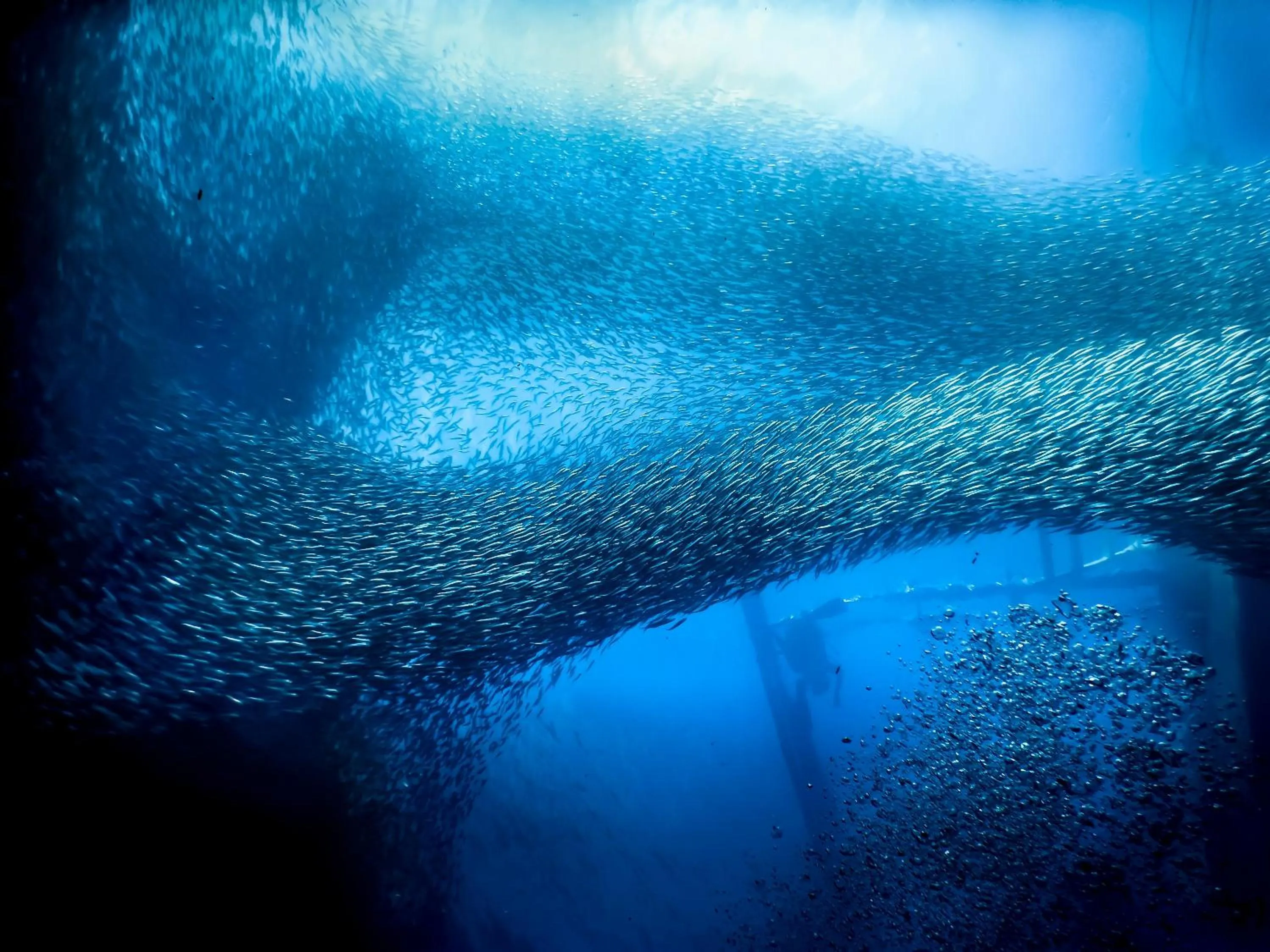 Chief Mau Moalboal Cebu