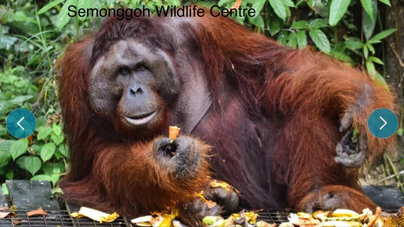 Imperial Suites Apartments