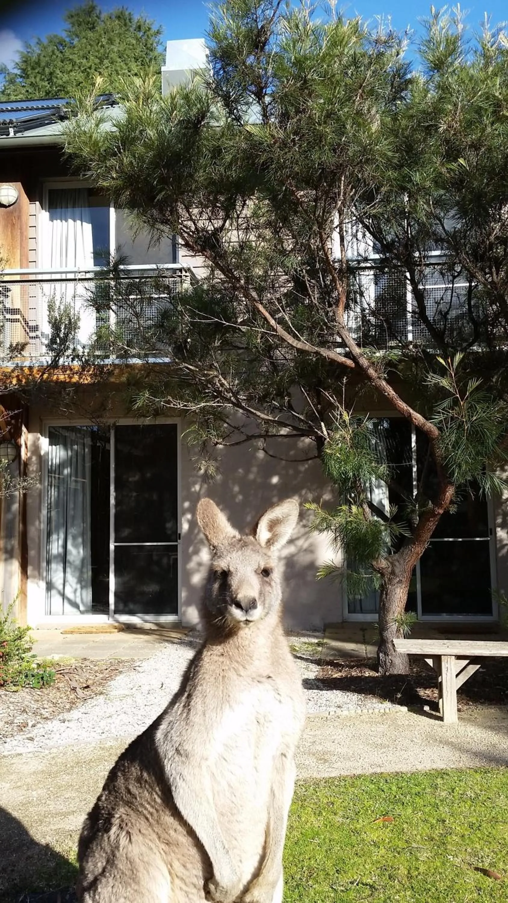 Garden in YHA Grampians Eco, Halls Gap