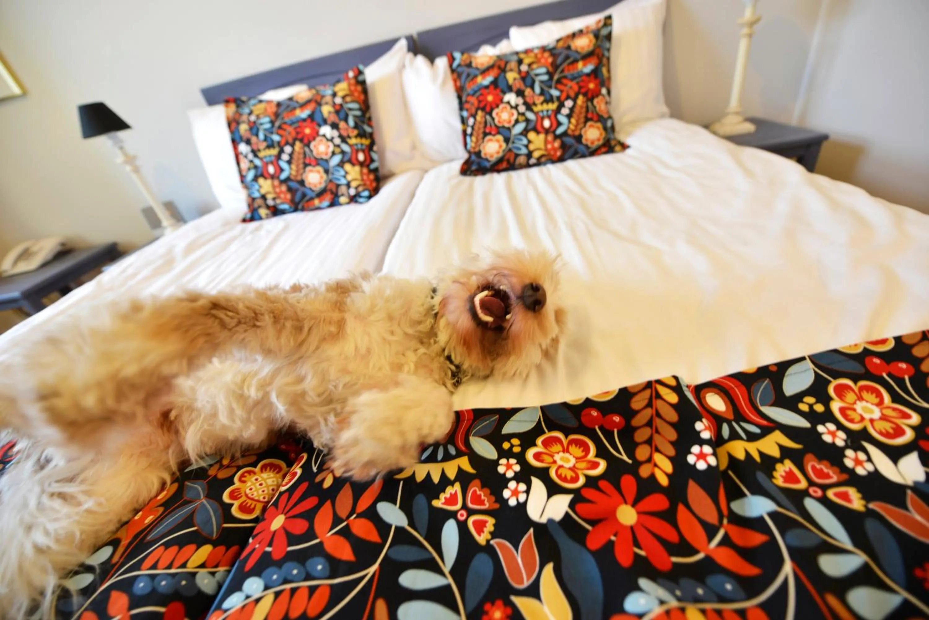 Pets, Bed in Hotel Svea, BW Signature Collection