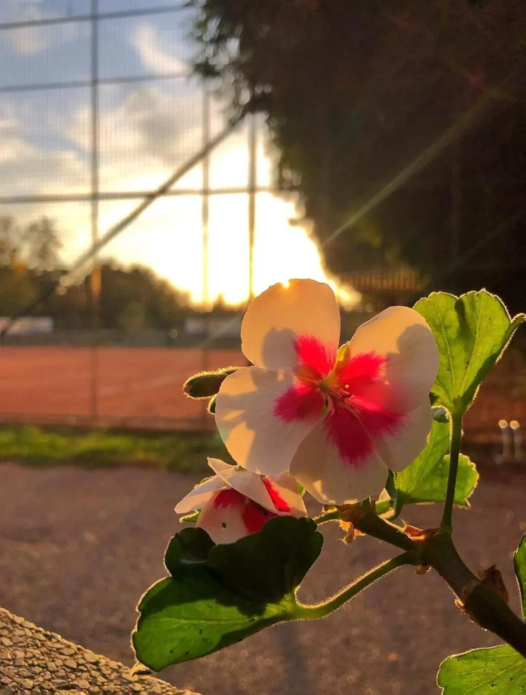 Garden in InterSport Hotel