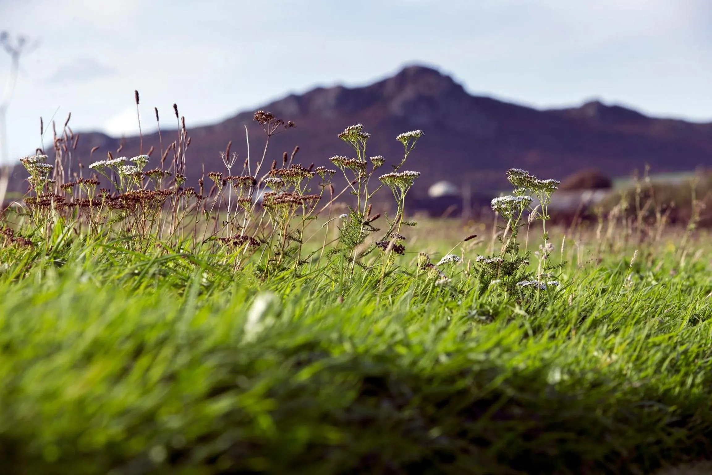 Natural landscape in Penrhiw Priory