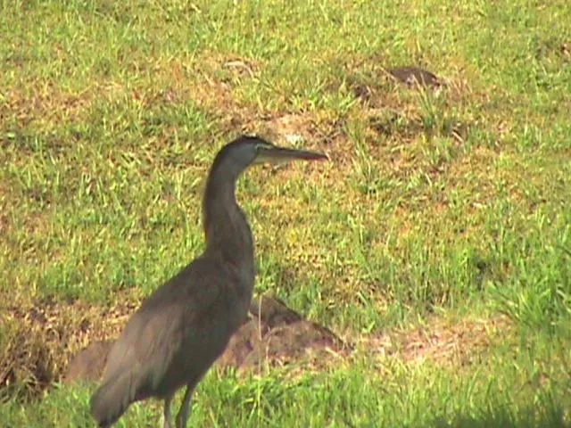 Hotel Rincón de la Vieja Lodge