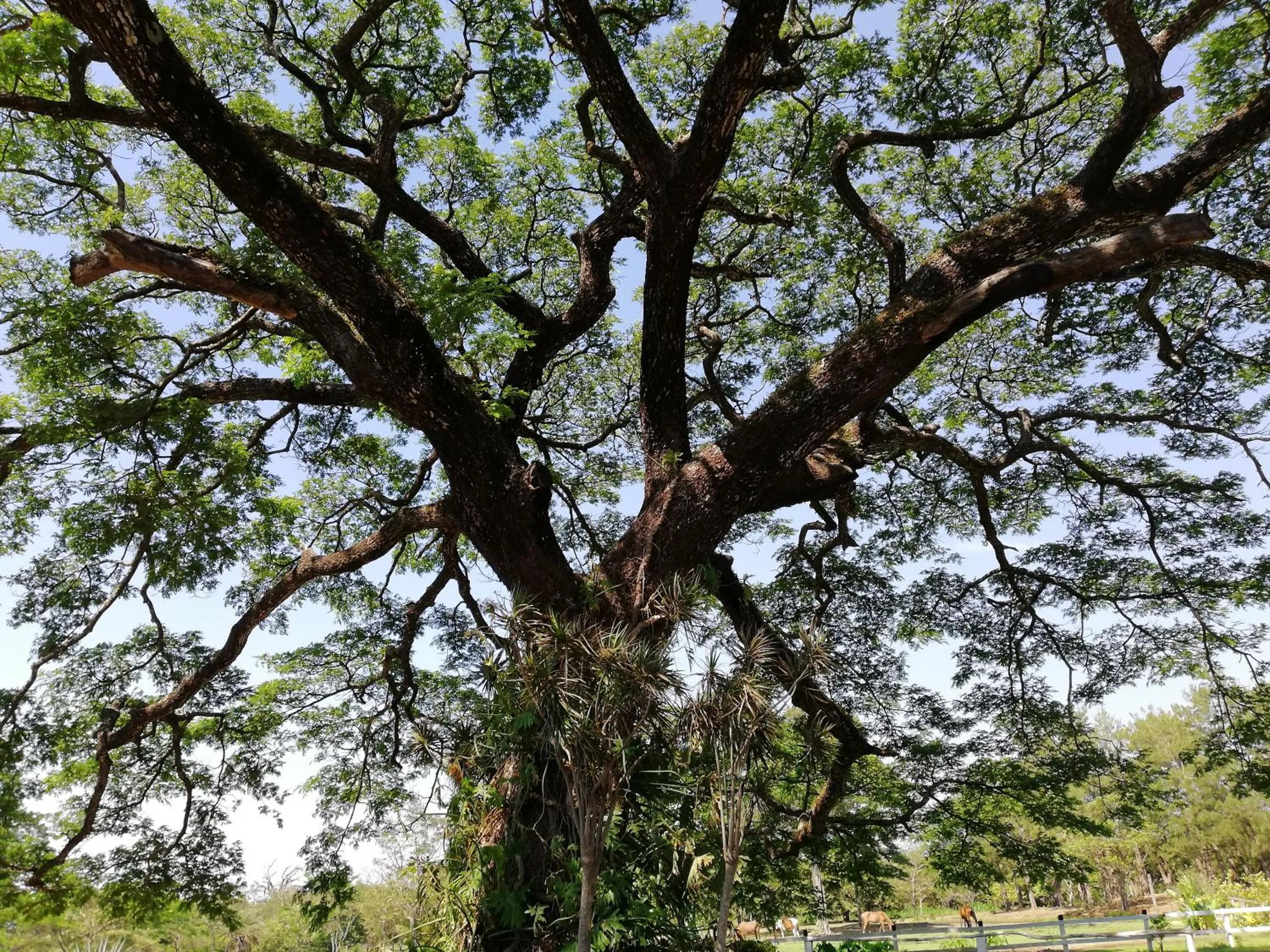 Hotel Rincón de la Vieja Lodge