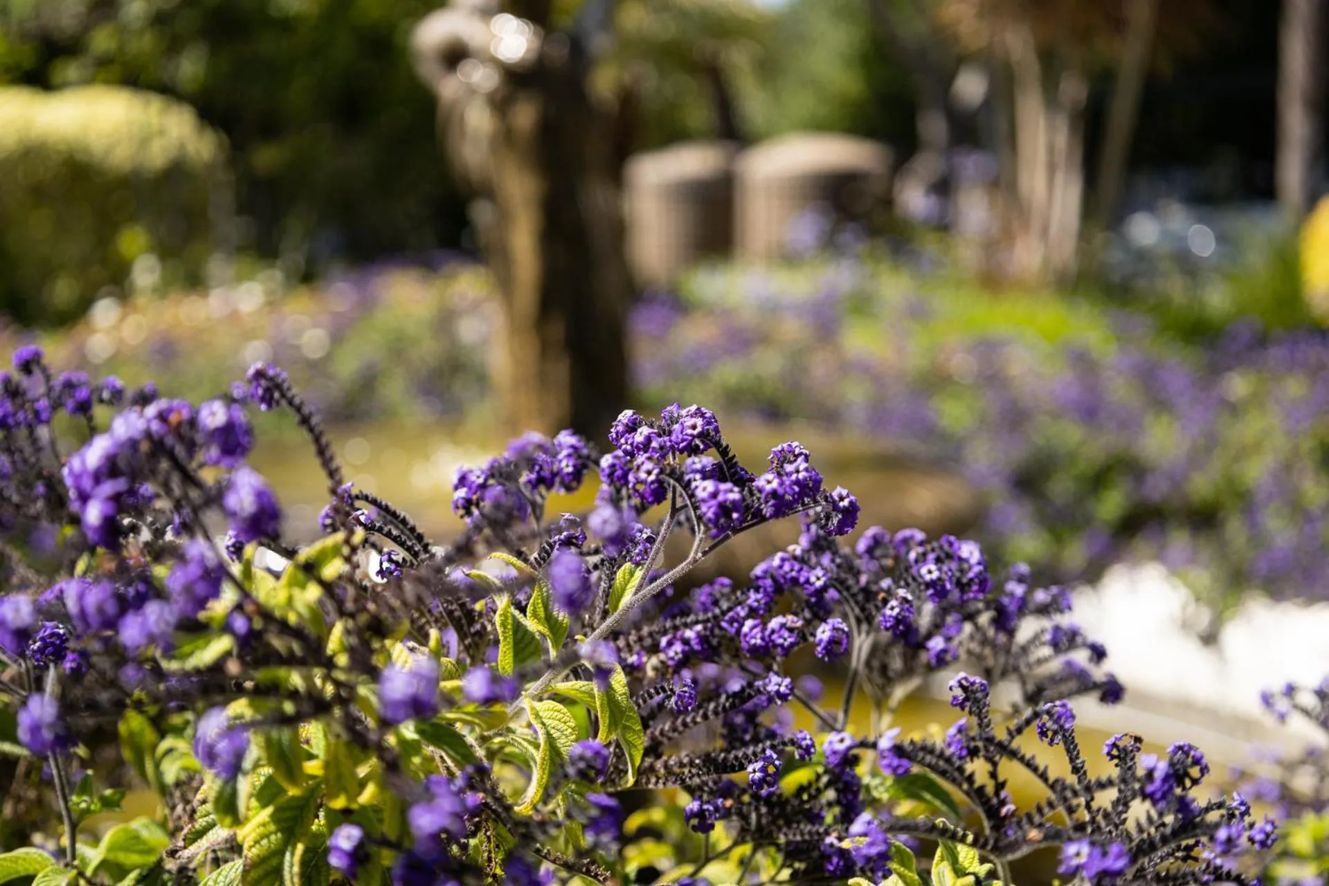 Garden in Cape Village Lodge
