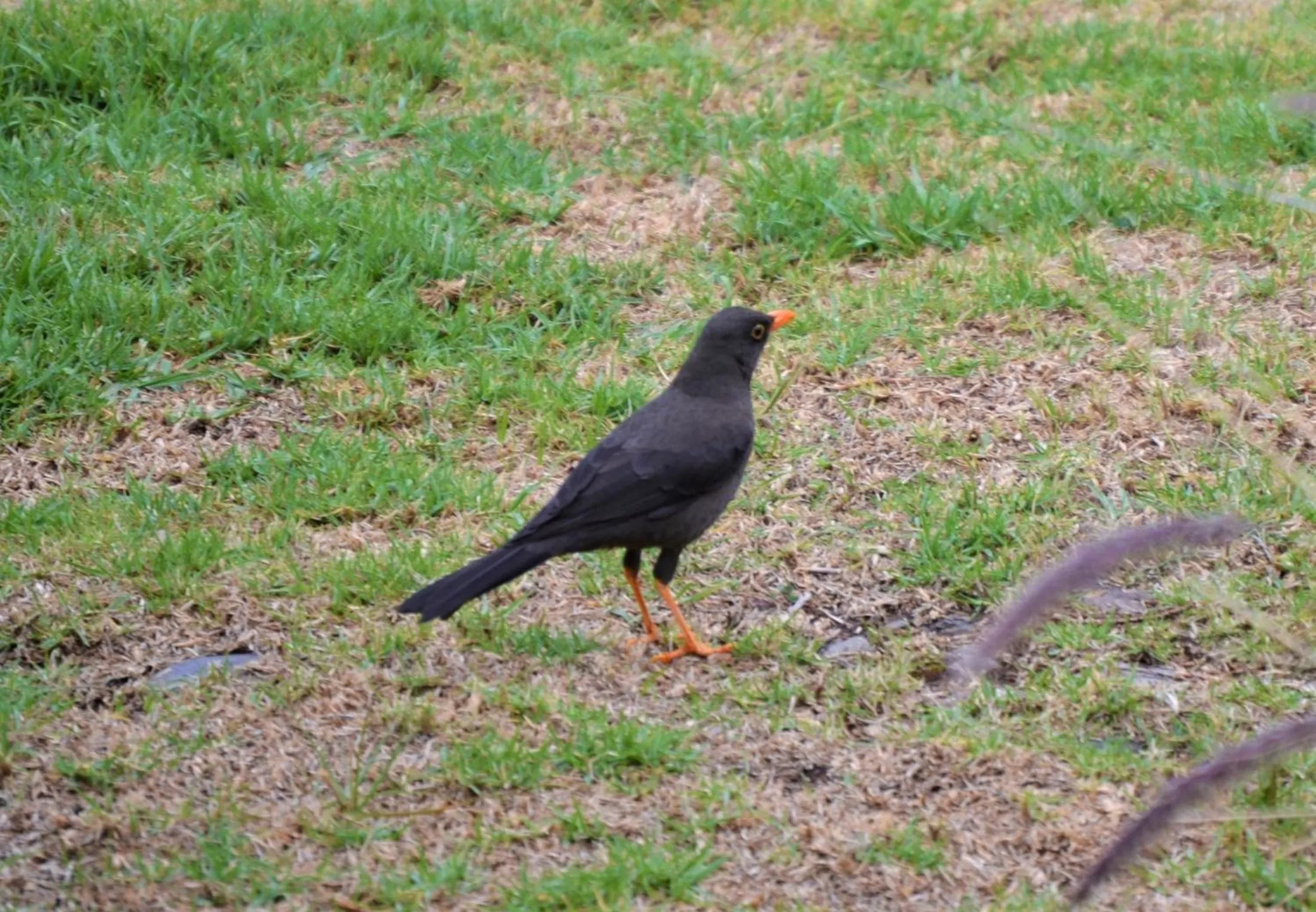 Animals in Ilatoa Lodge