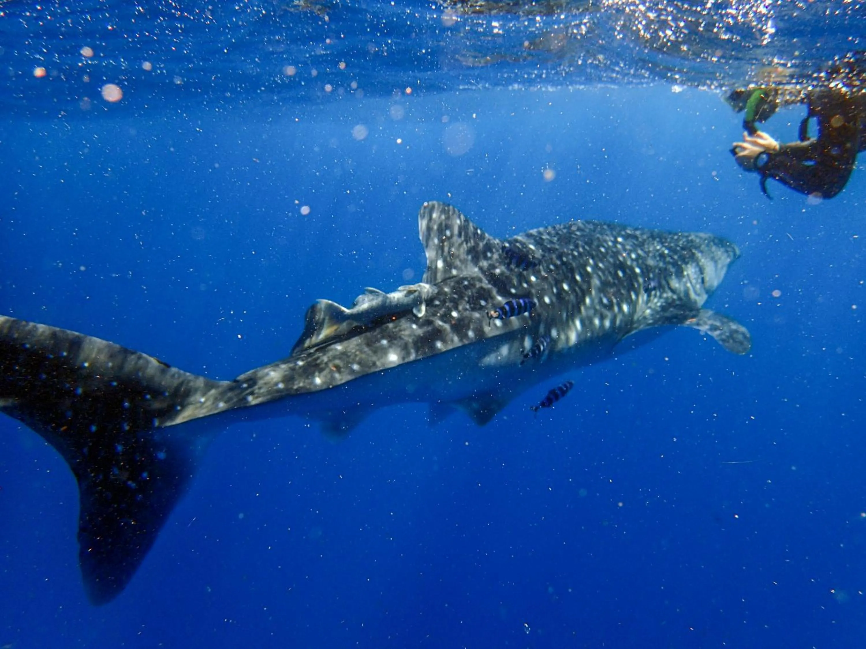 Diving in Temple Point Resort