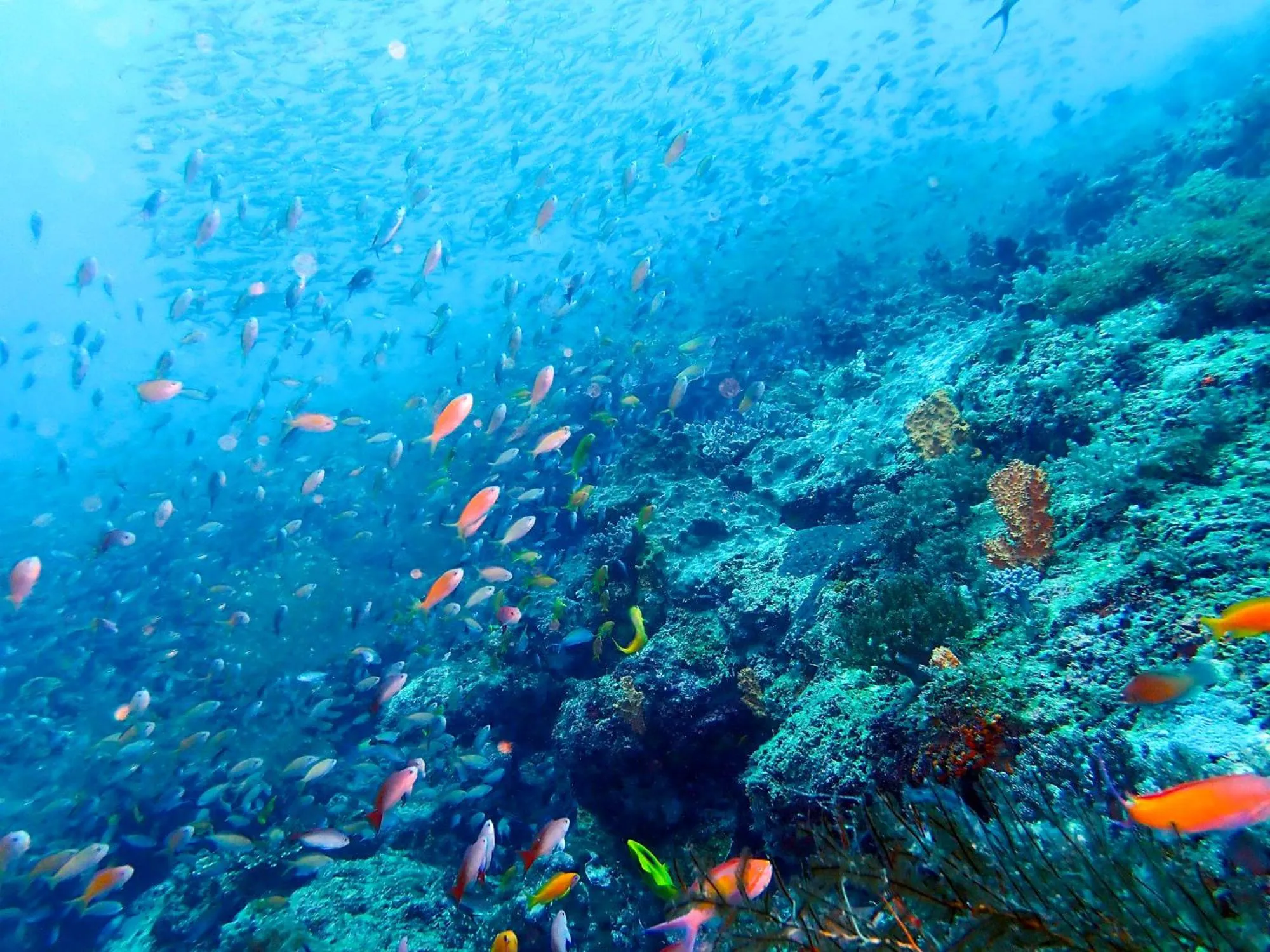 Diving in Temple Point Resort