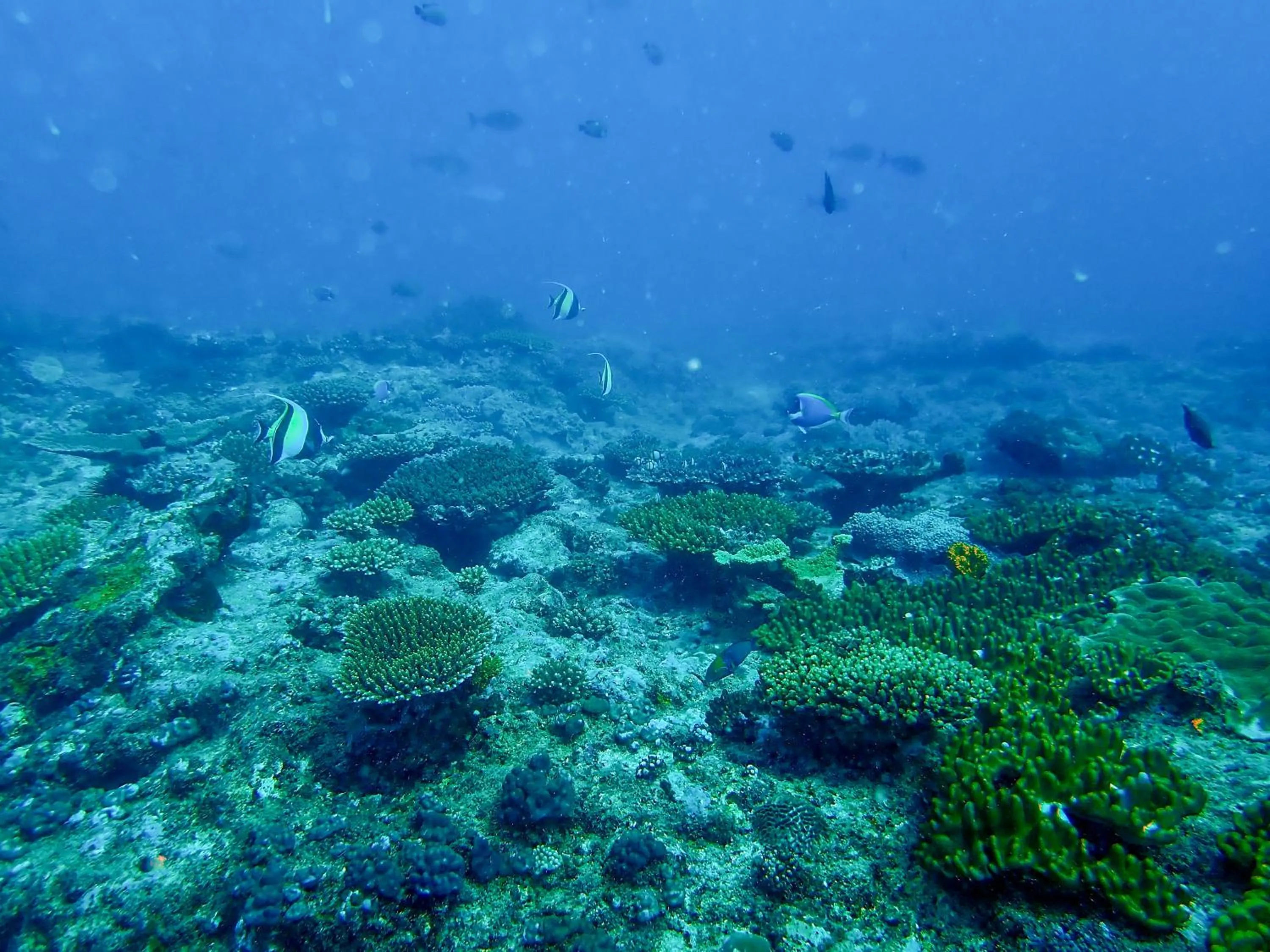 Diving in Temple Point Resort