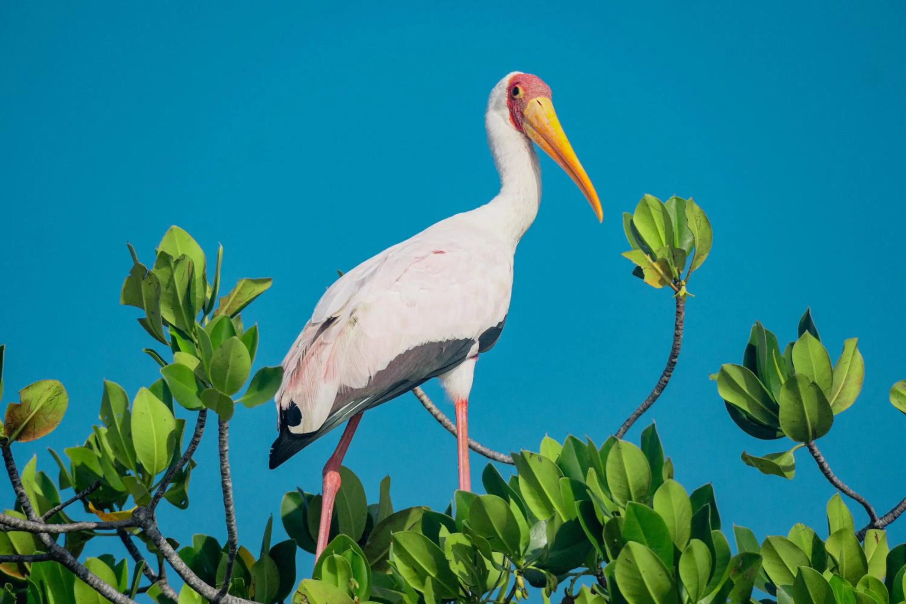 Animals in Temple Point Resort