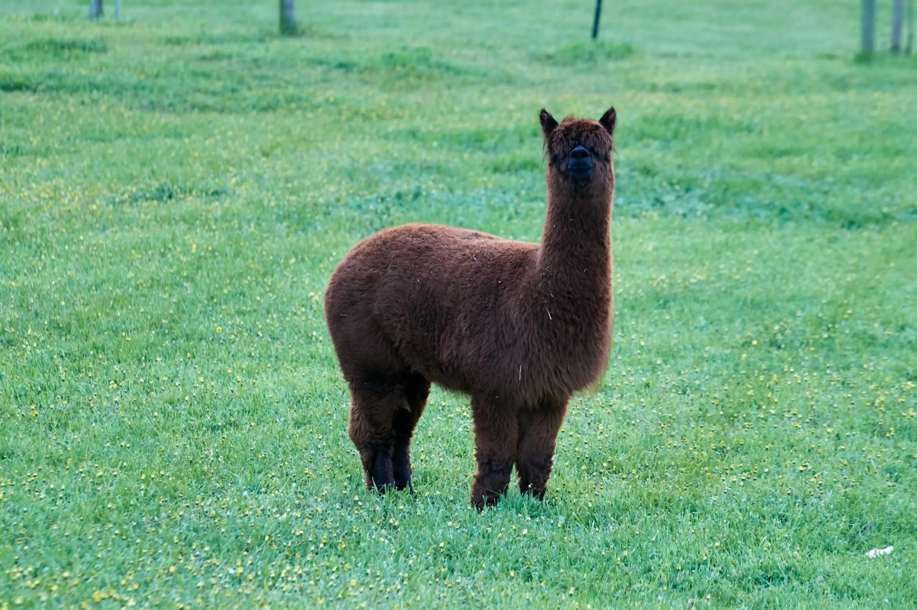 Pets in Pine Country Caravan Park