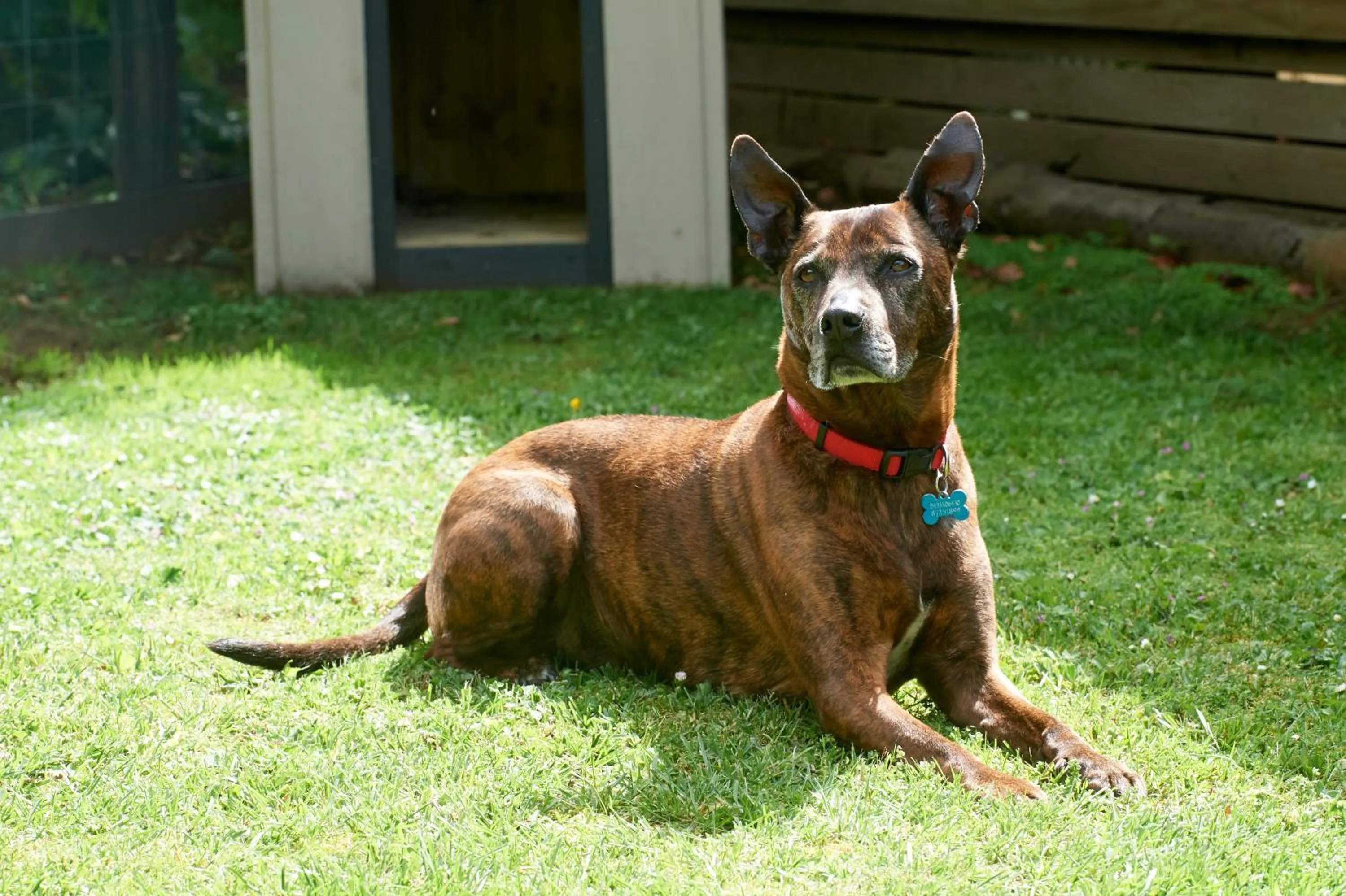 Pets in Pine Country Caravan Park