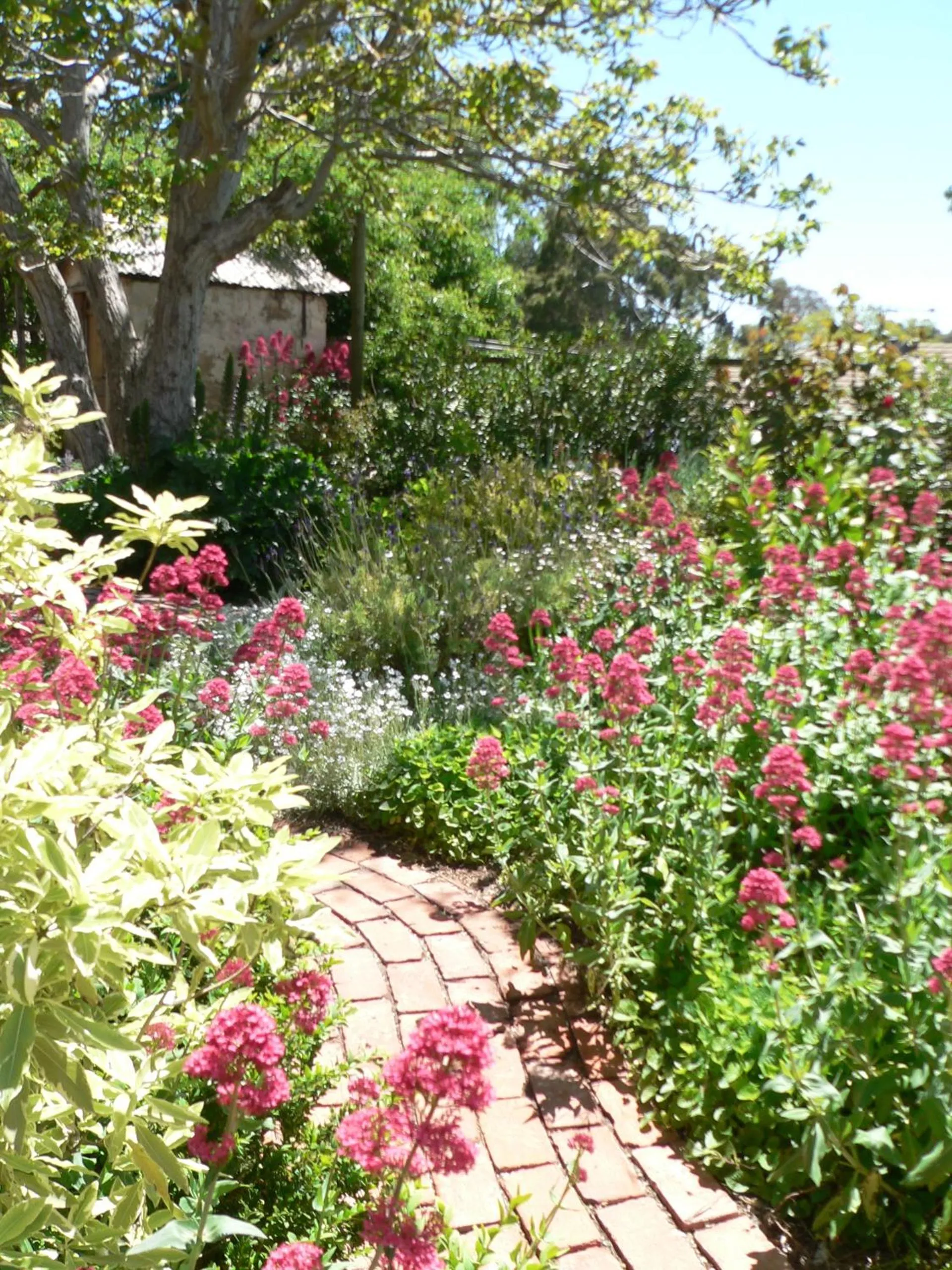 Garden in Walnut Cottage