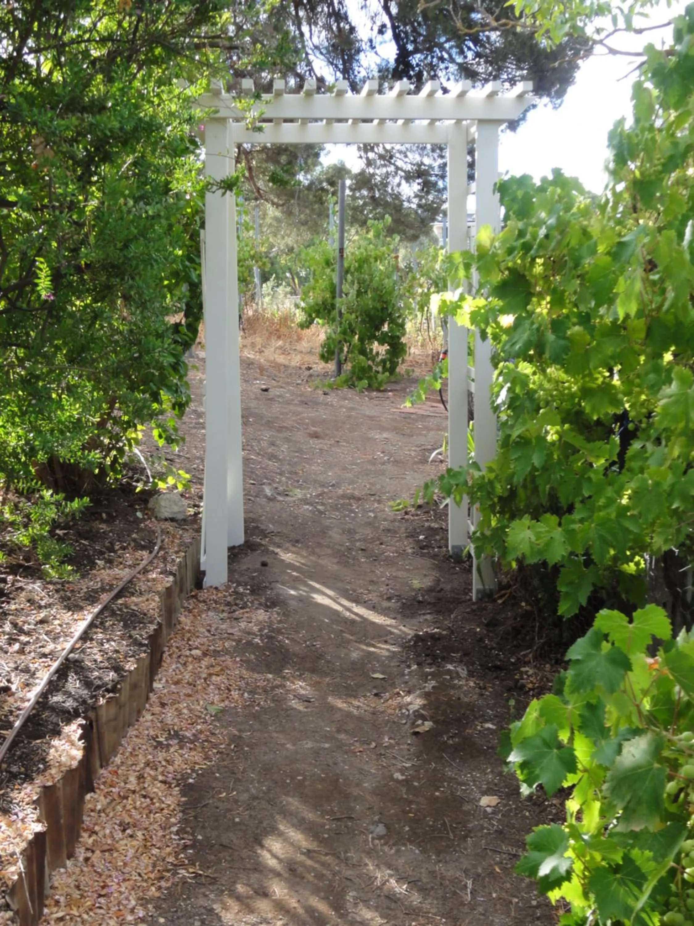 Garden in Walnut Cottage