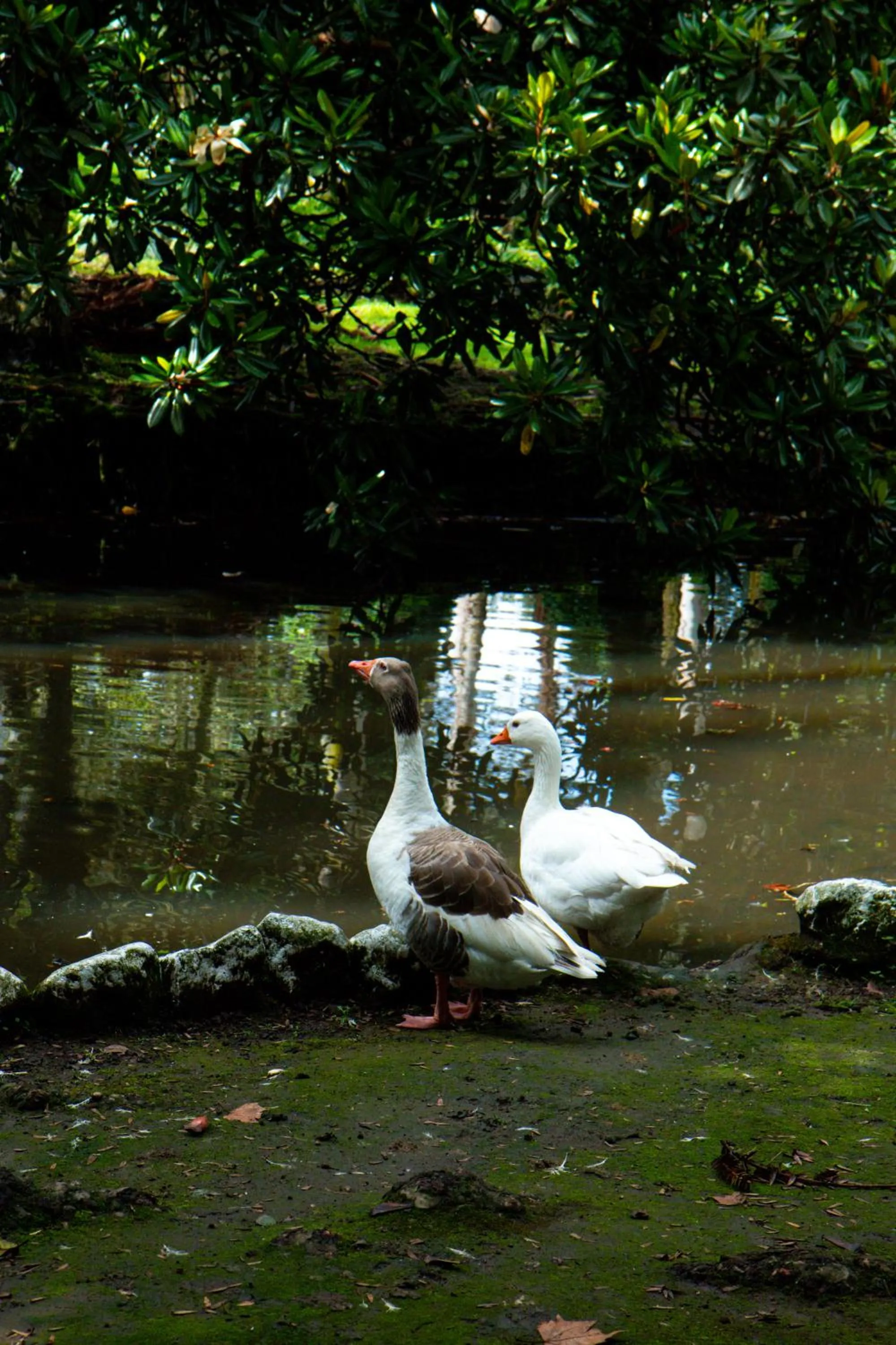 Garden in Hostería Hacienda Pinsaqui