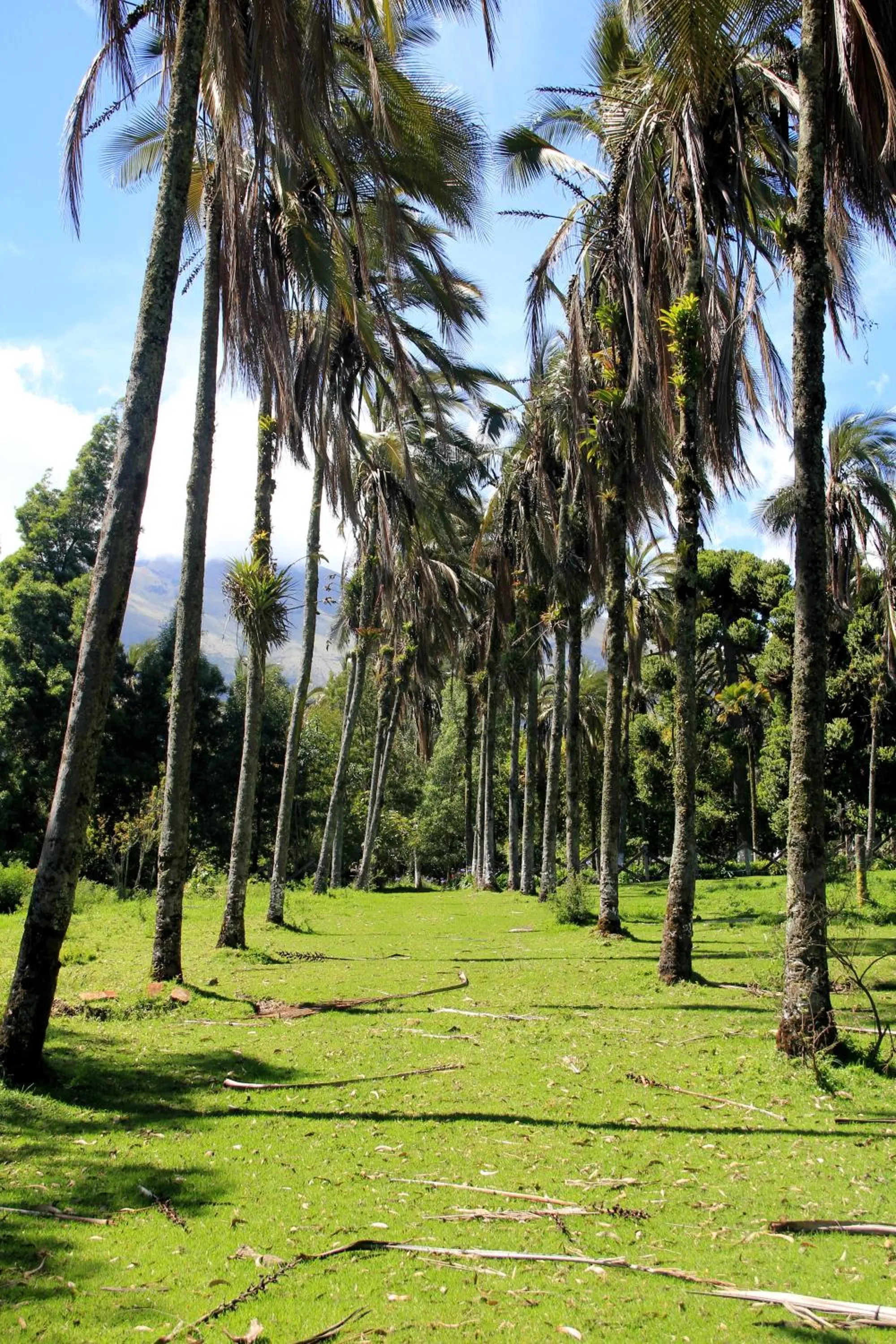 Natural landscape in Hostería Hacienda Pinsaqui