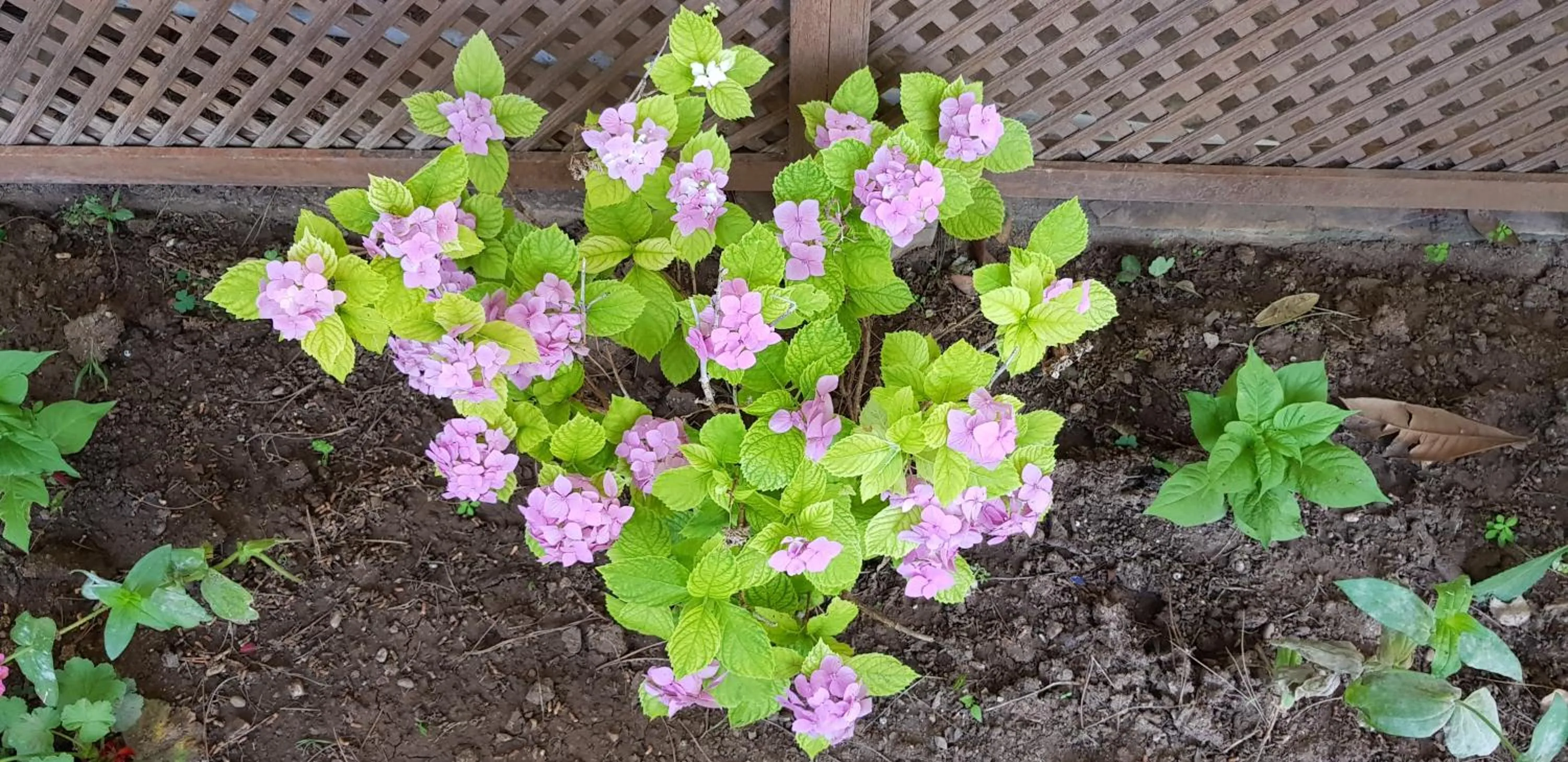 Garden view in İlkiz Beach Hotel