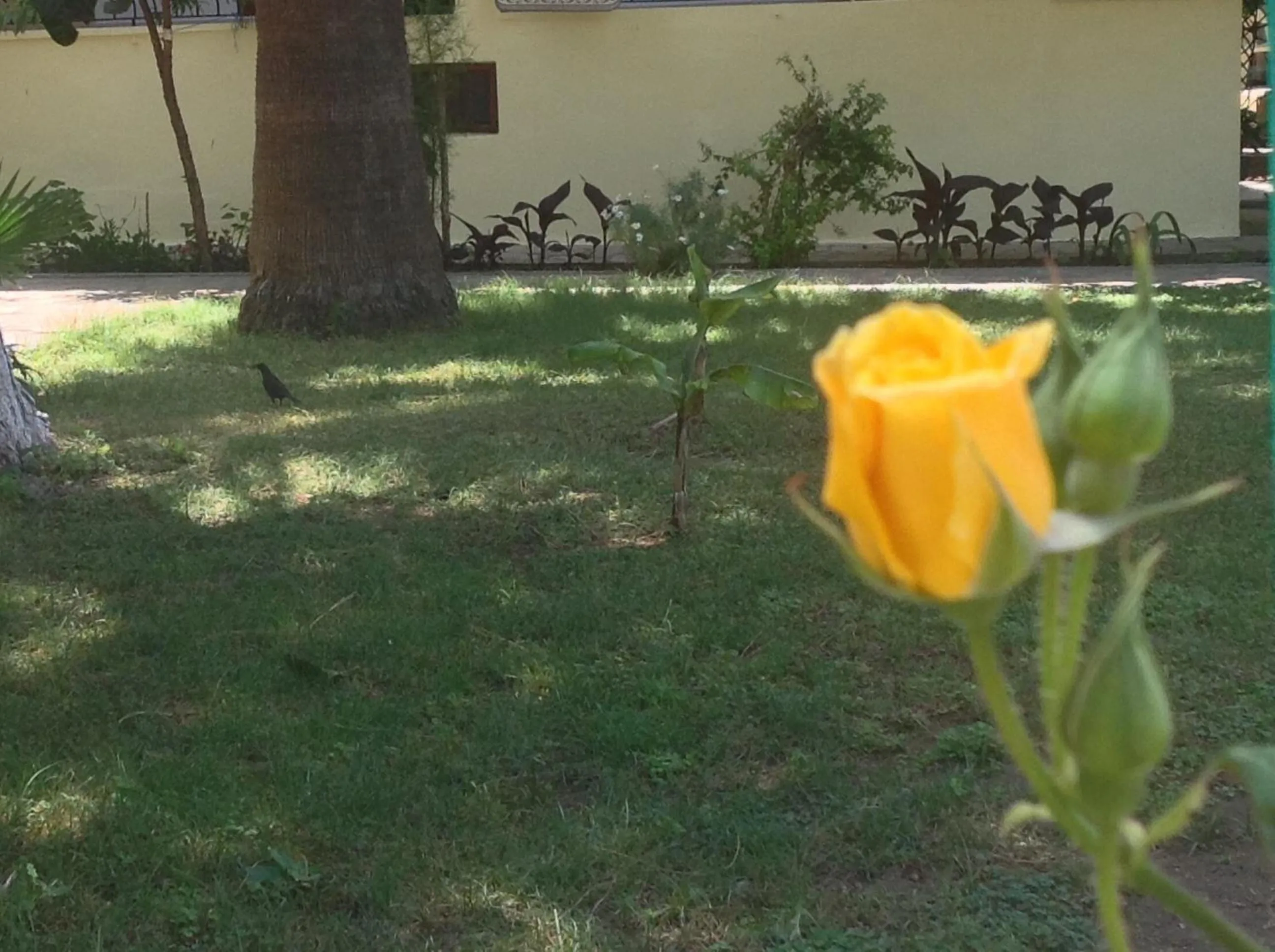 Garden view in İlkiz Beach Hotel